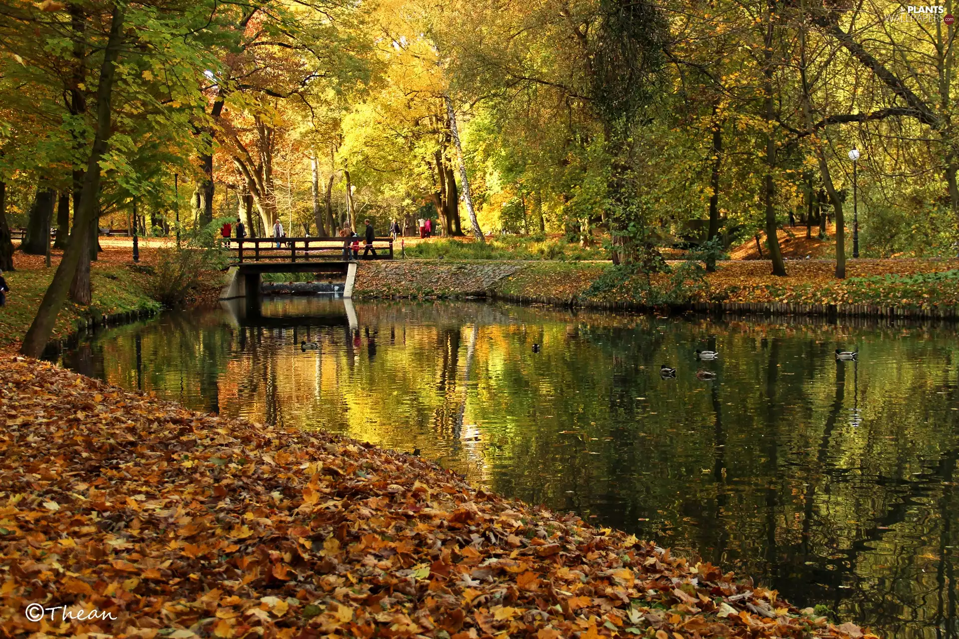 lake, trees, dry, viewes, Park, autumn, Leaf