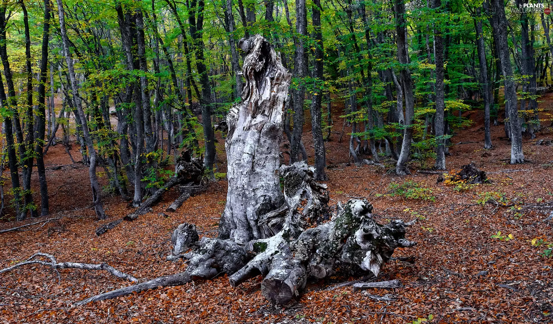 Leaf, trees, dry, viewes, forest, branches, trunk