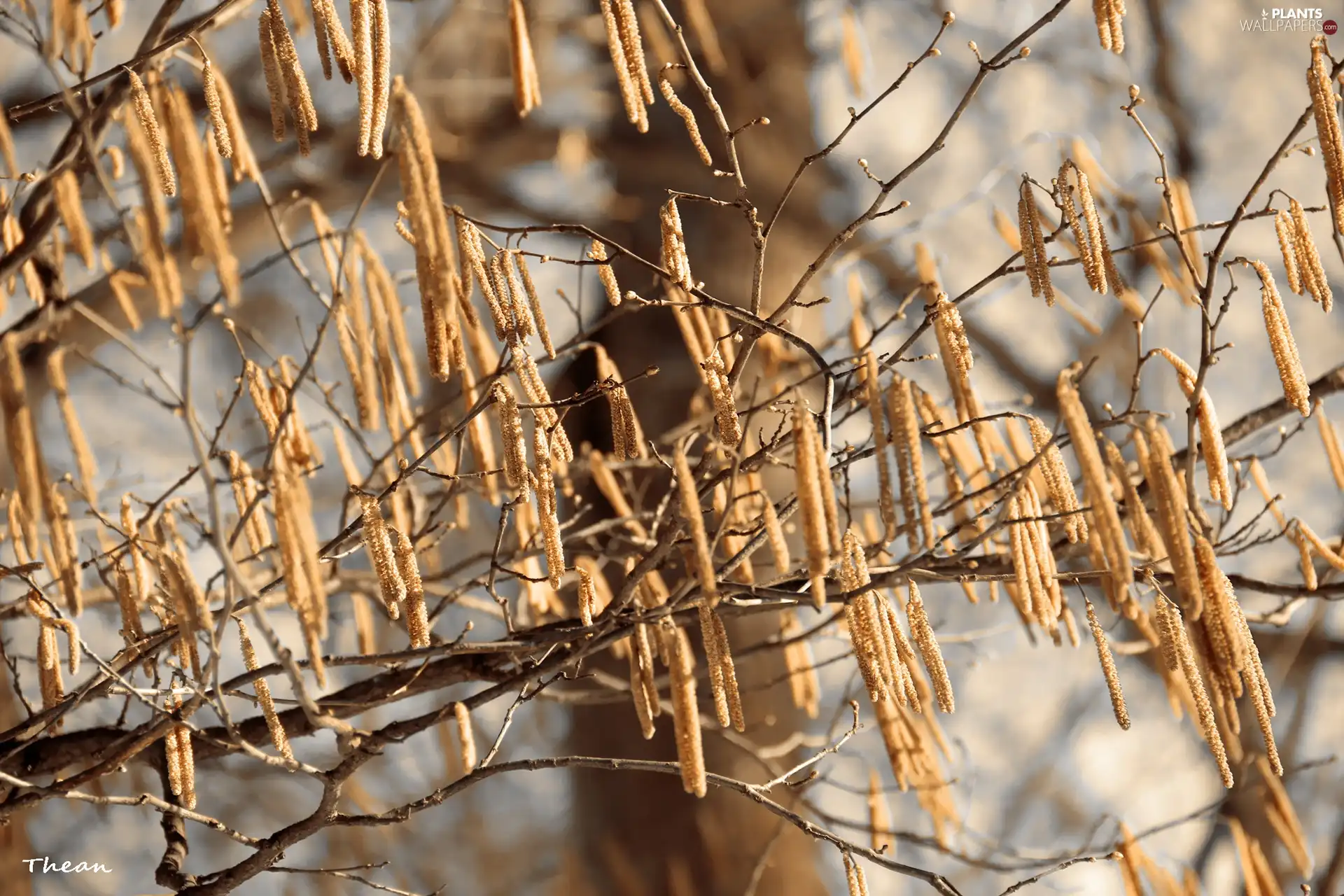 dry, trees, viewes, Twigs