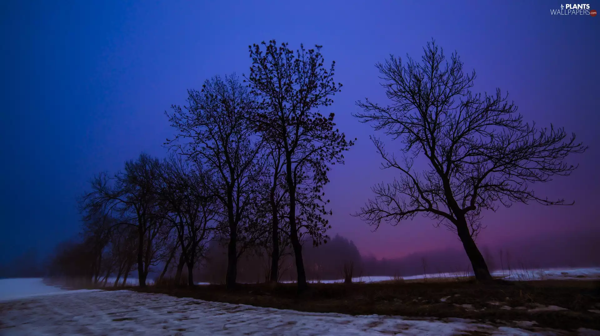 field, trees, Dusk, viewes, Way, woods, winter