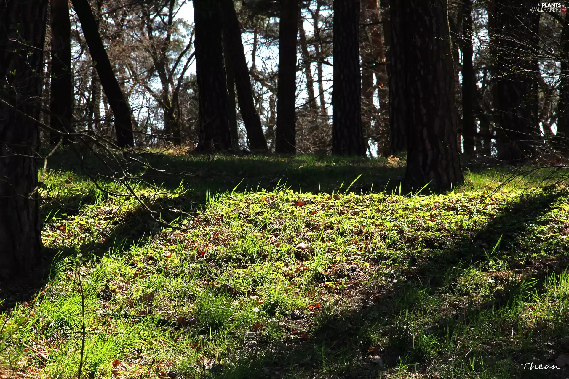 forest, viewes, early spring, trees