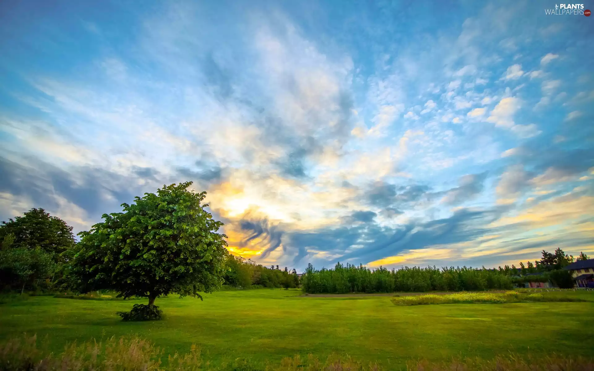 Houses, trees, east, viewes, Meadow, clouds, sun