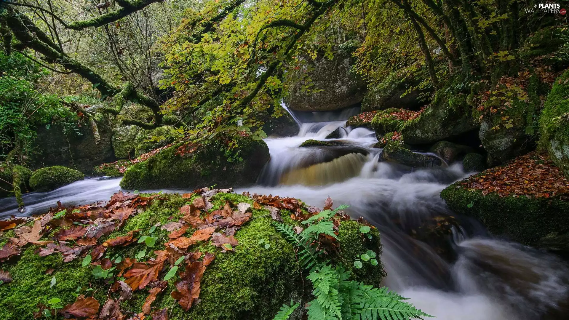Brittany, France, Ellez River, Saint-Herbot Cascades, Stones, Leaf, viewes, mossy, trees