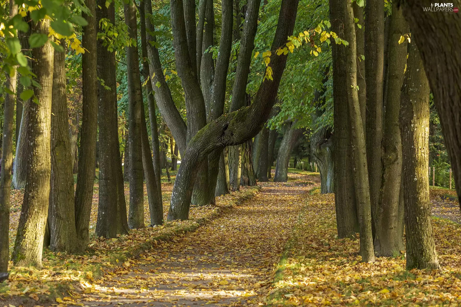 Way, trees, fallen, viewes, autumn, lane, Leaf