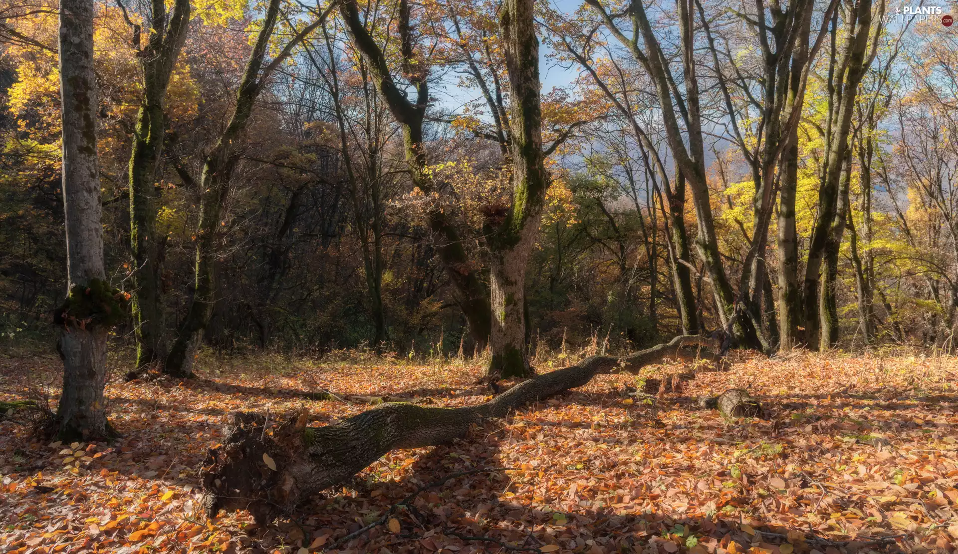 overturned, trees, fallen, viewes, autumn, trees, Leaf
