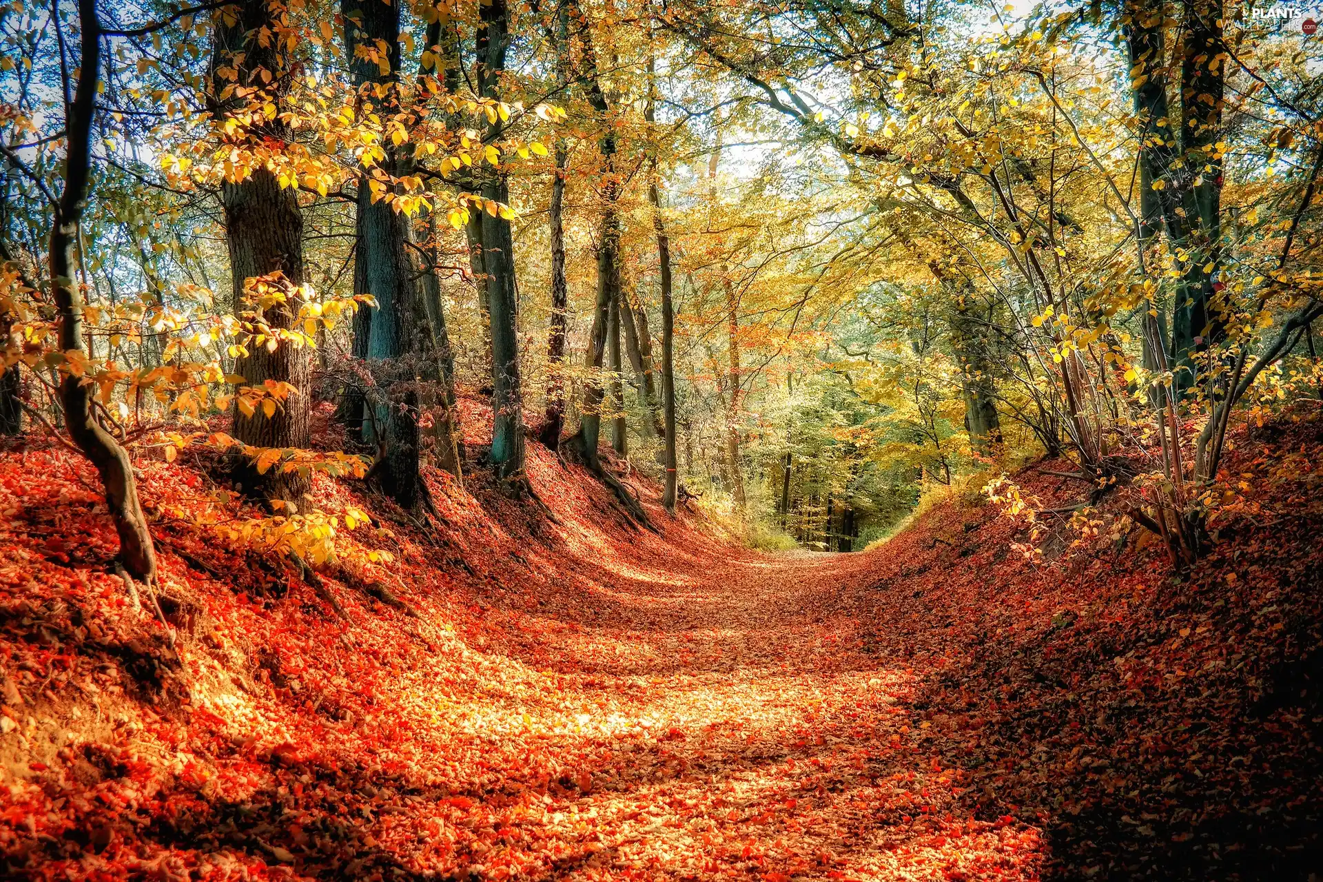 autumn, trees, fallen, viewes, forest, Way, Leaf