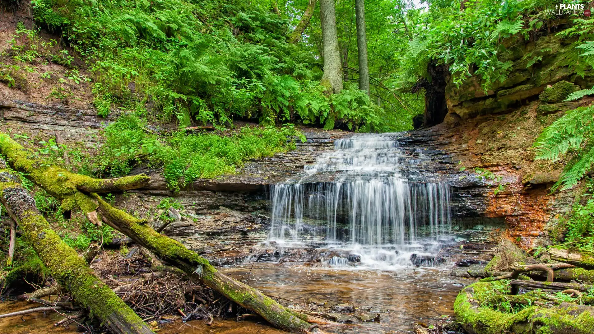forest, trees, fallen, viewes, River, rocks, Stems
