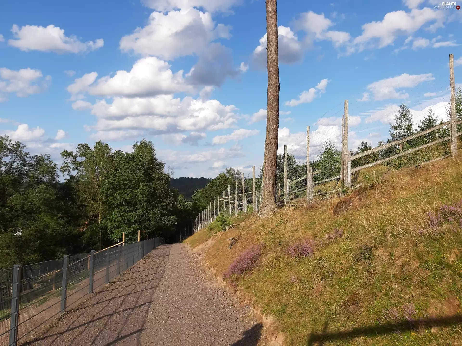 fence, Way, trees, viewes, Park, Fance