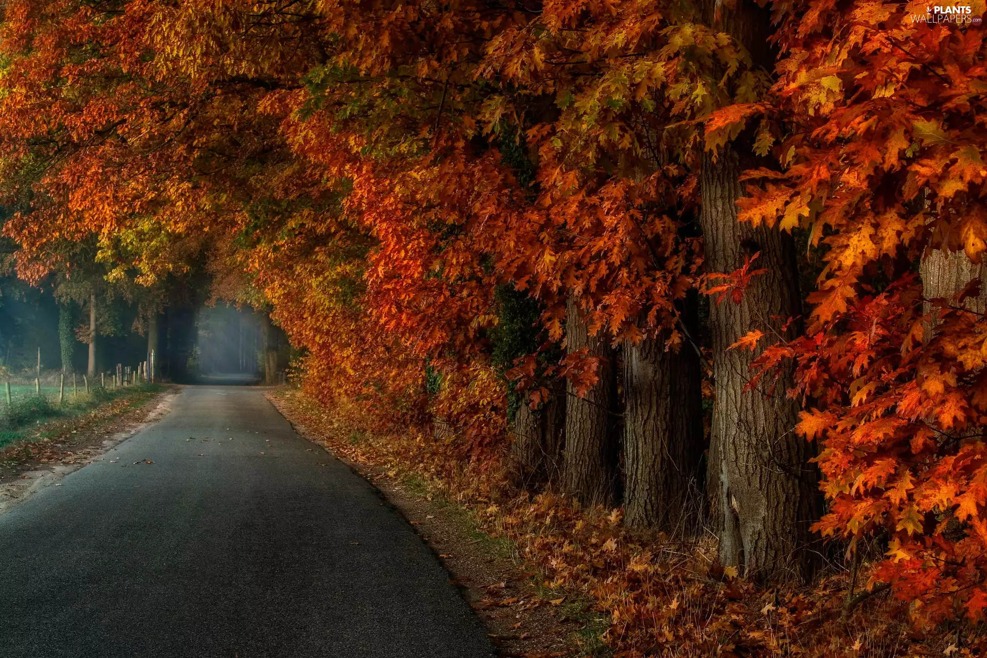trees, viewes, Fenced, Way, autumn