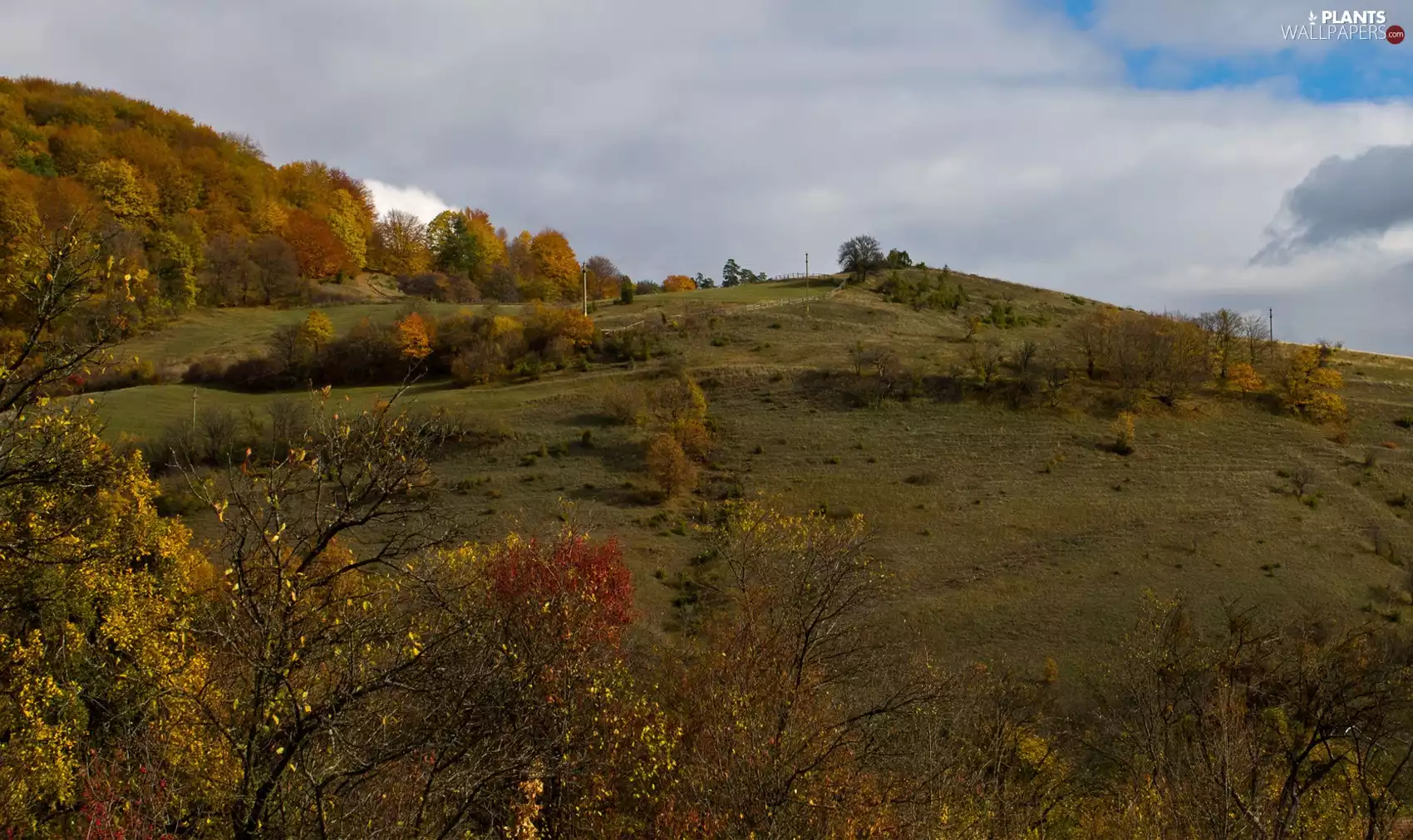 trees, viewes, field, medows, autumn
