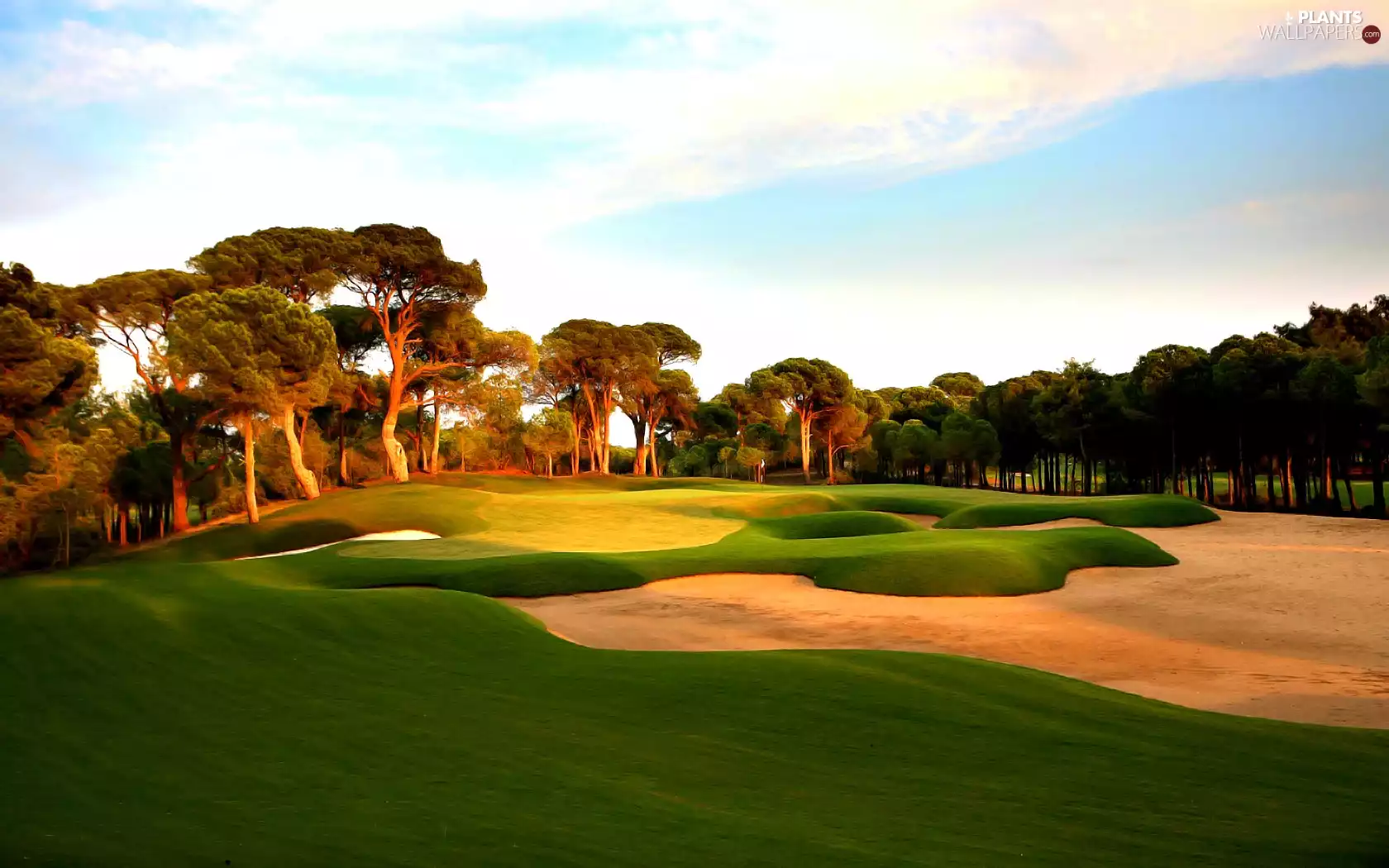 trees, viewes, Field, Course, Meadow