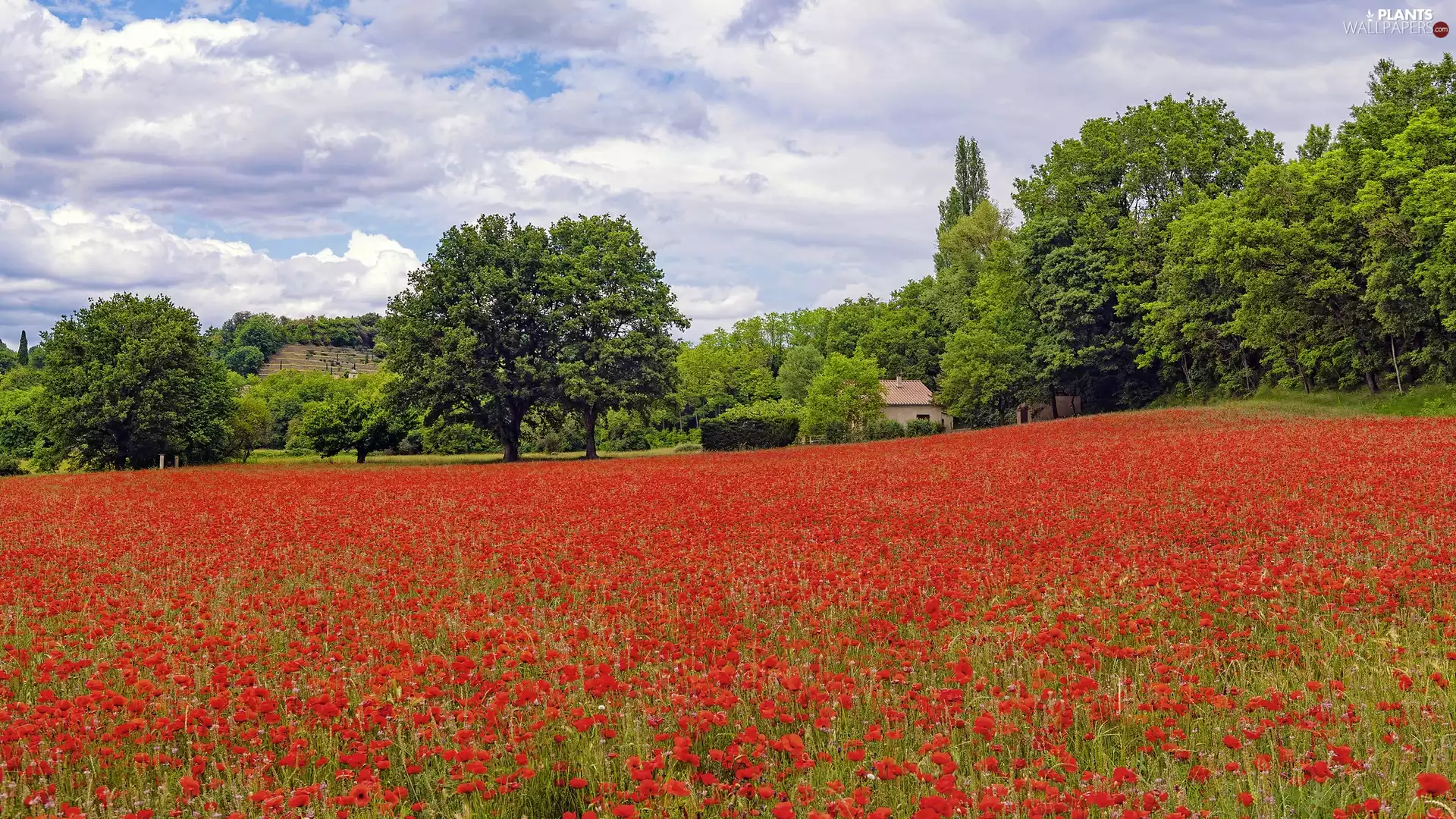 trees, viewes, Field, Houses, papavers