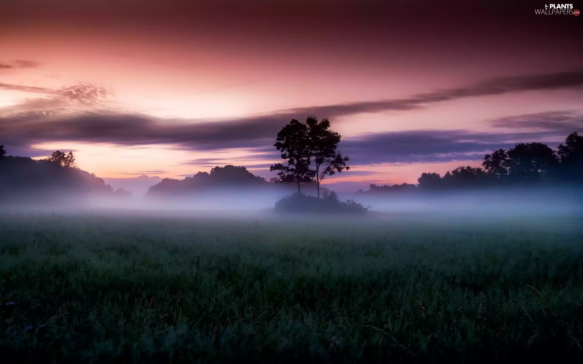 trees, viewes, field, Fog, Sunrise