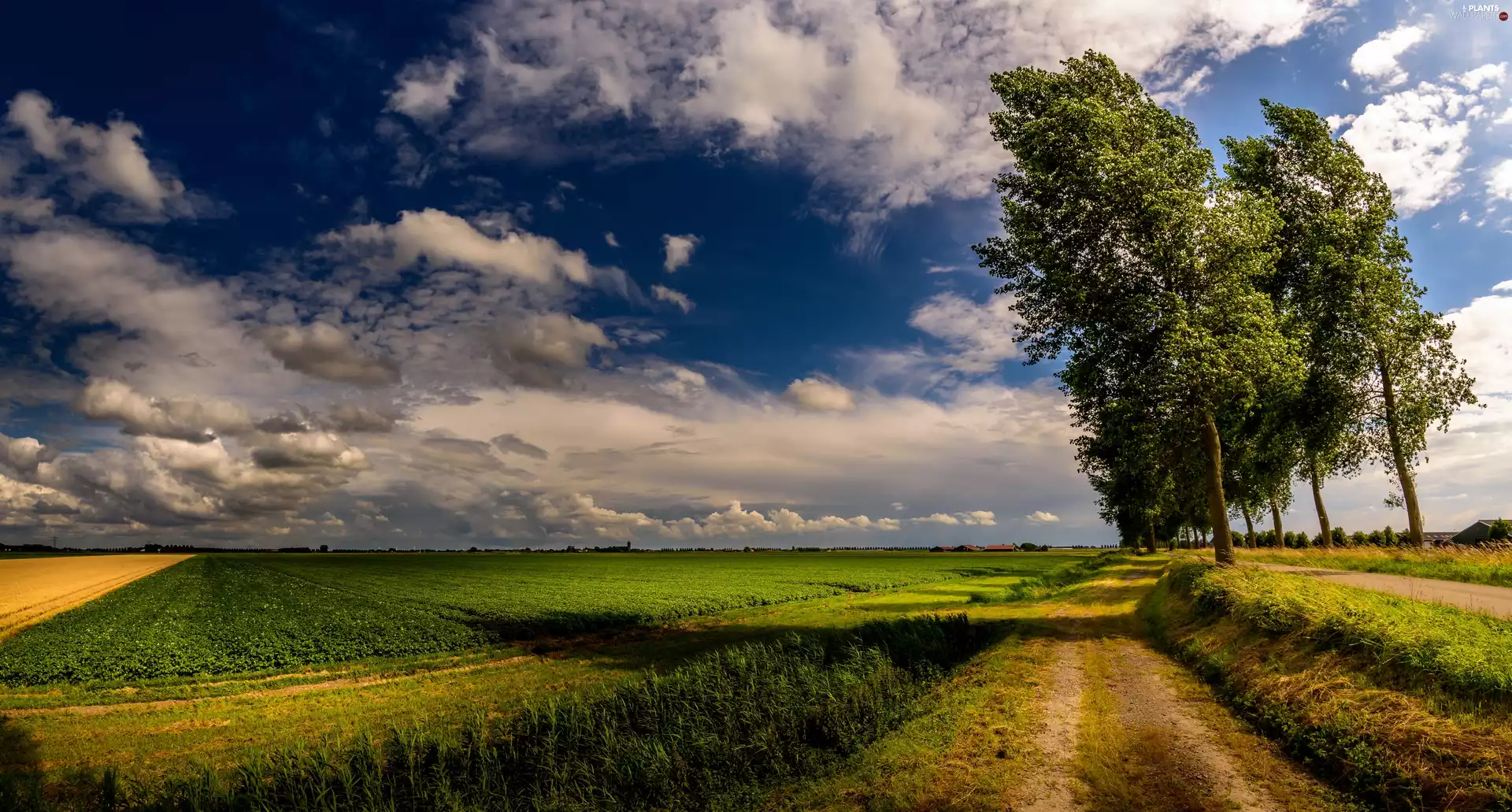 Way, Cloud, trees, viewes, Field, Field