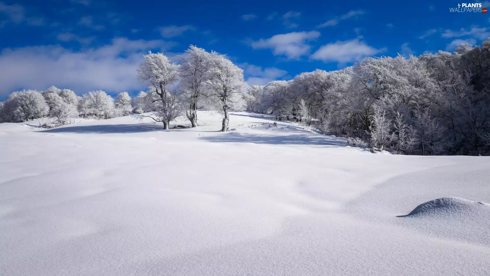 trees, viewes, Field, Snowy, winter