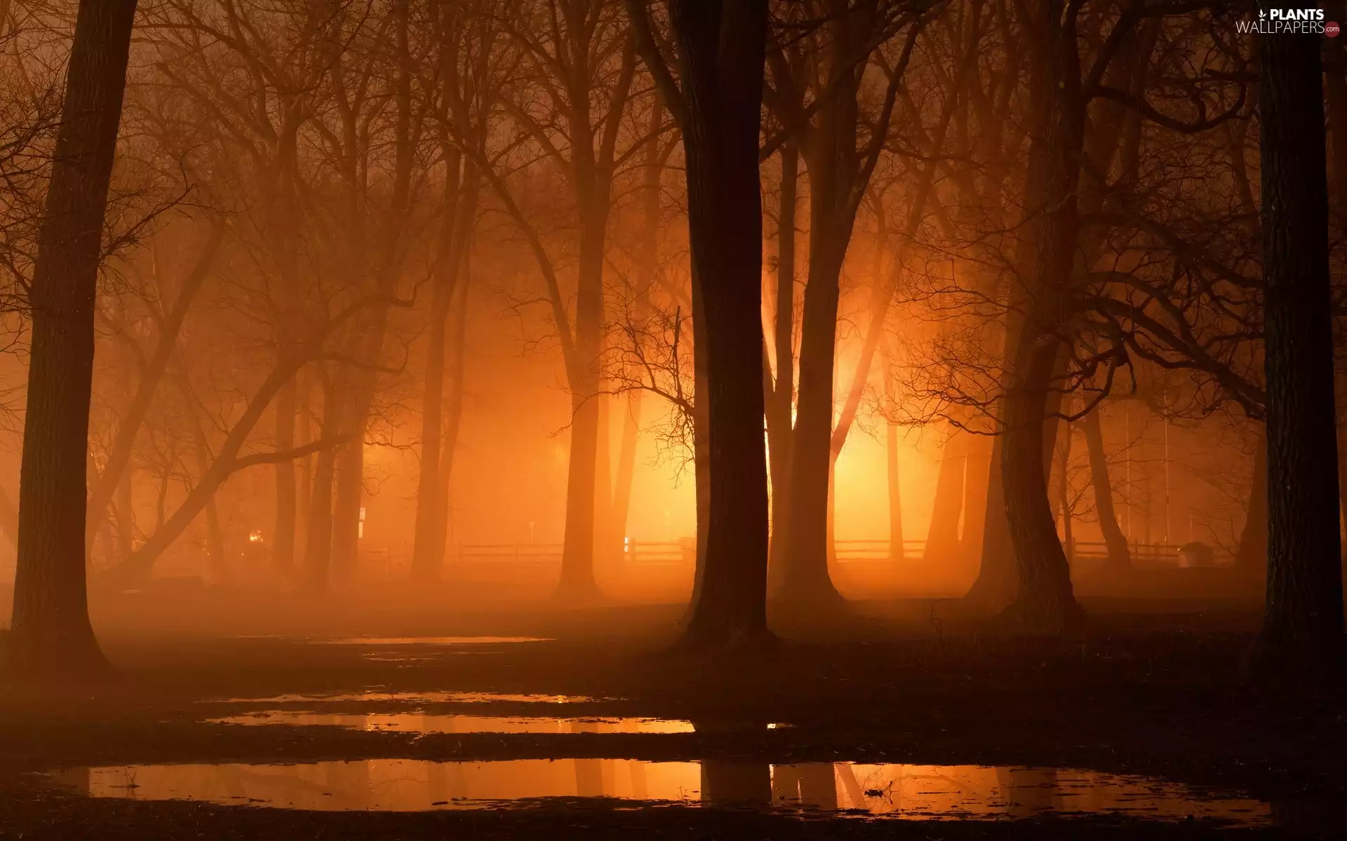 ligh, trees, flash, viewes, Park, sun, luminosity