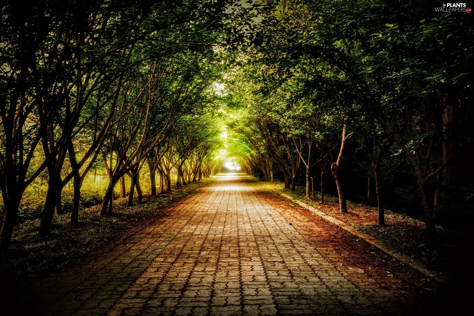 ligh, trees, flash, viewes, Way, sun, luminosity