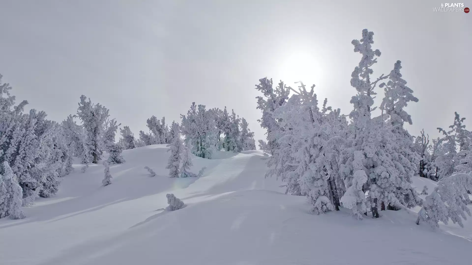 viewes, trees, snow, ligh, sunny, winter, flash, luminosity, sun