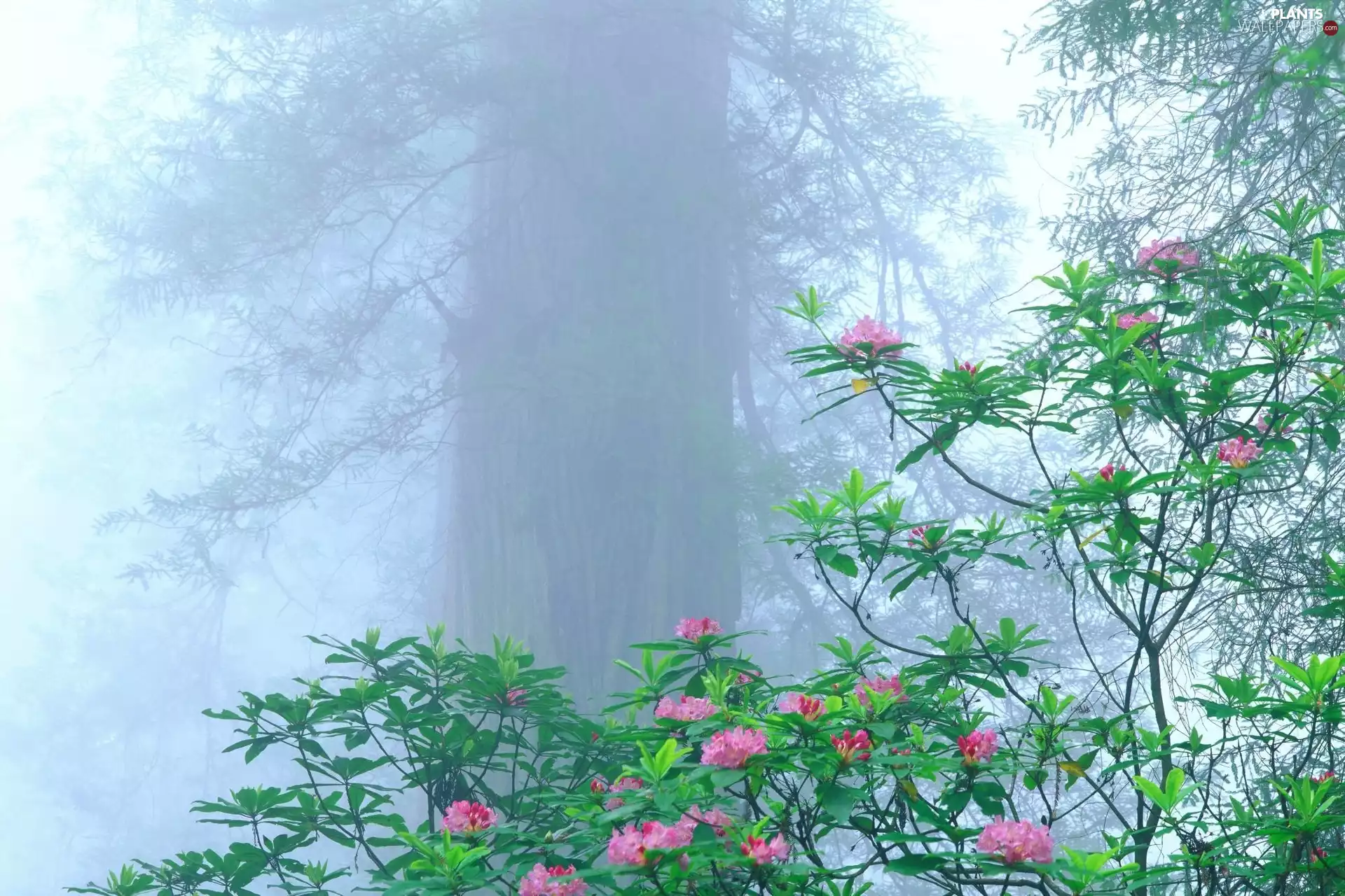 trees, viewes, flowers, trunk, Bush