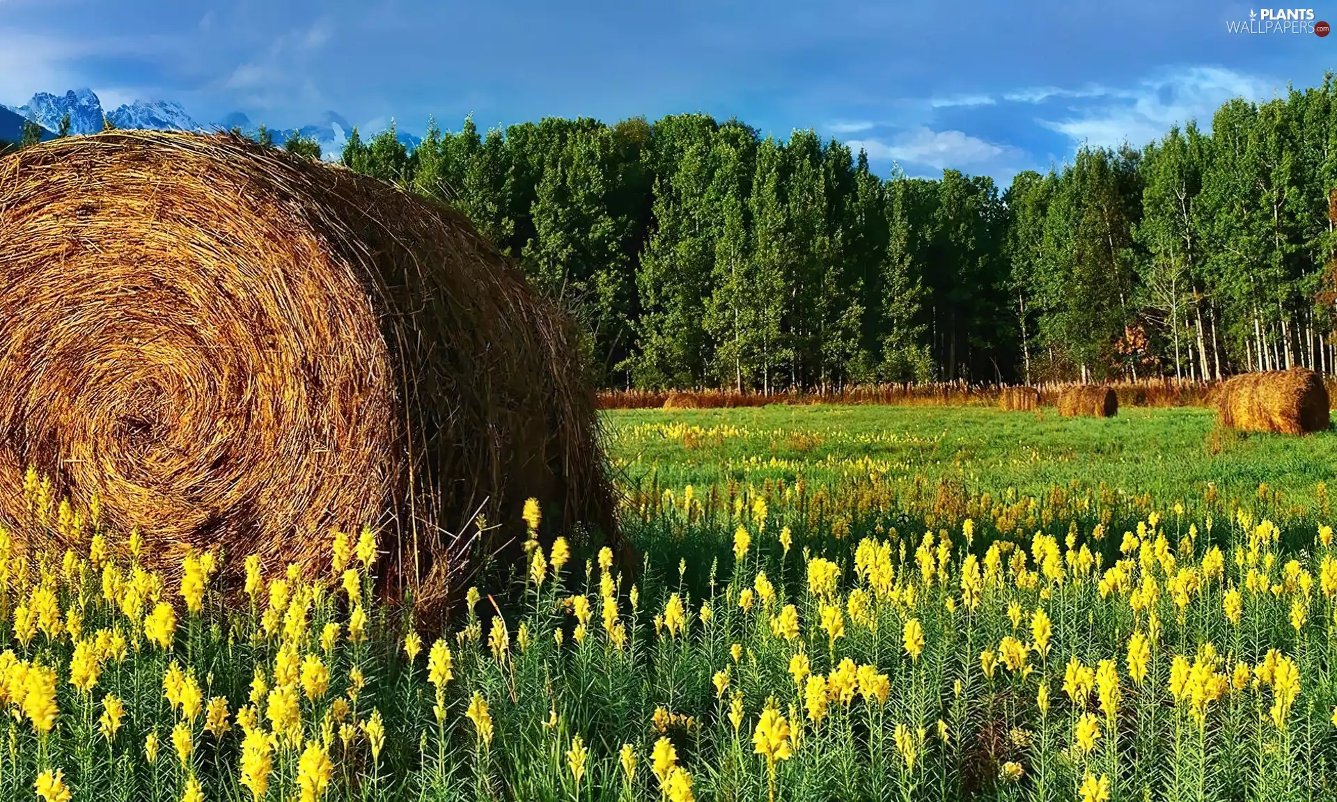 Bele, Meadow, trees, viewes, straw, Flowers