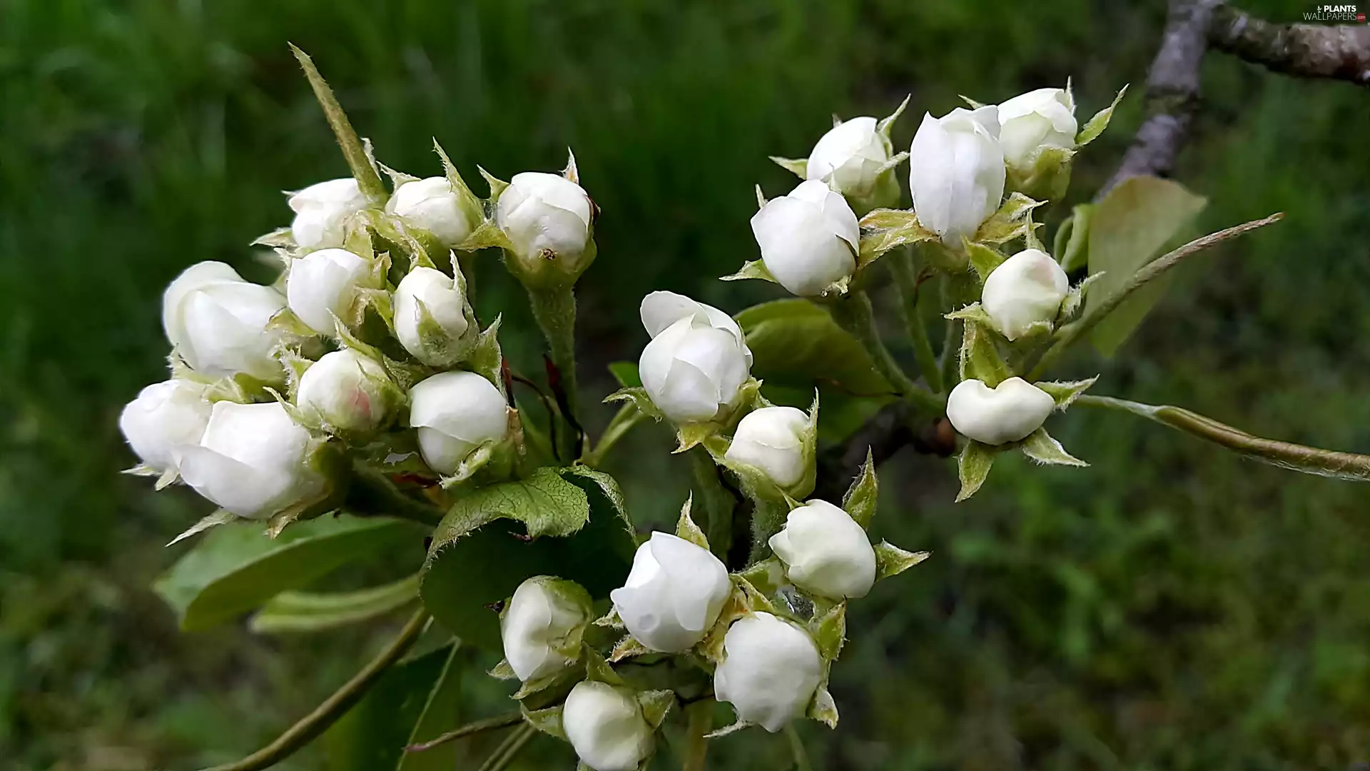 fruit, Buds, trees, viewes, Colourfull Flowers