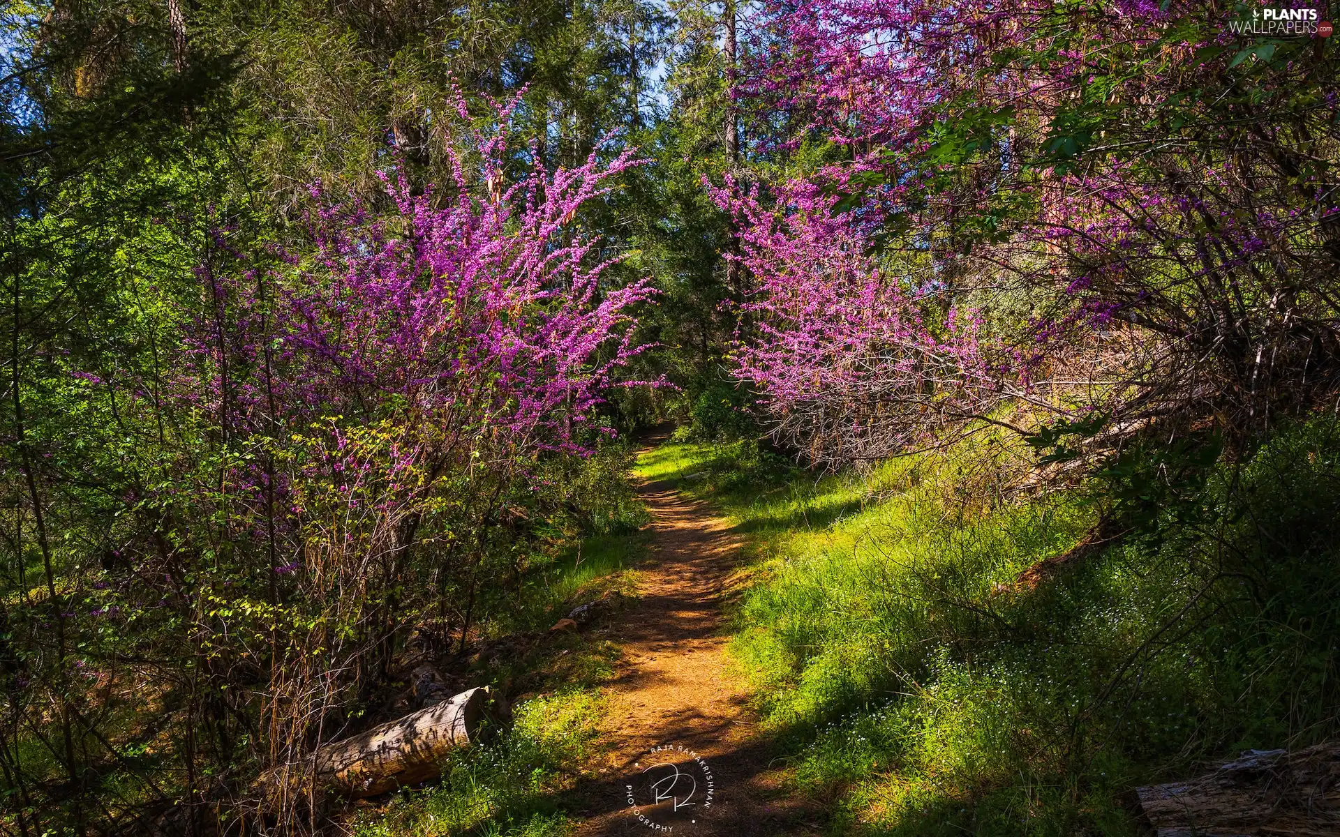 Flourished, trees, Flowers, viewes, Path, Bush, grass