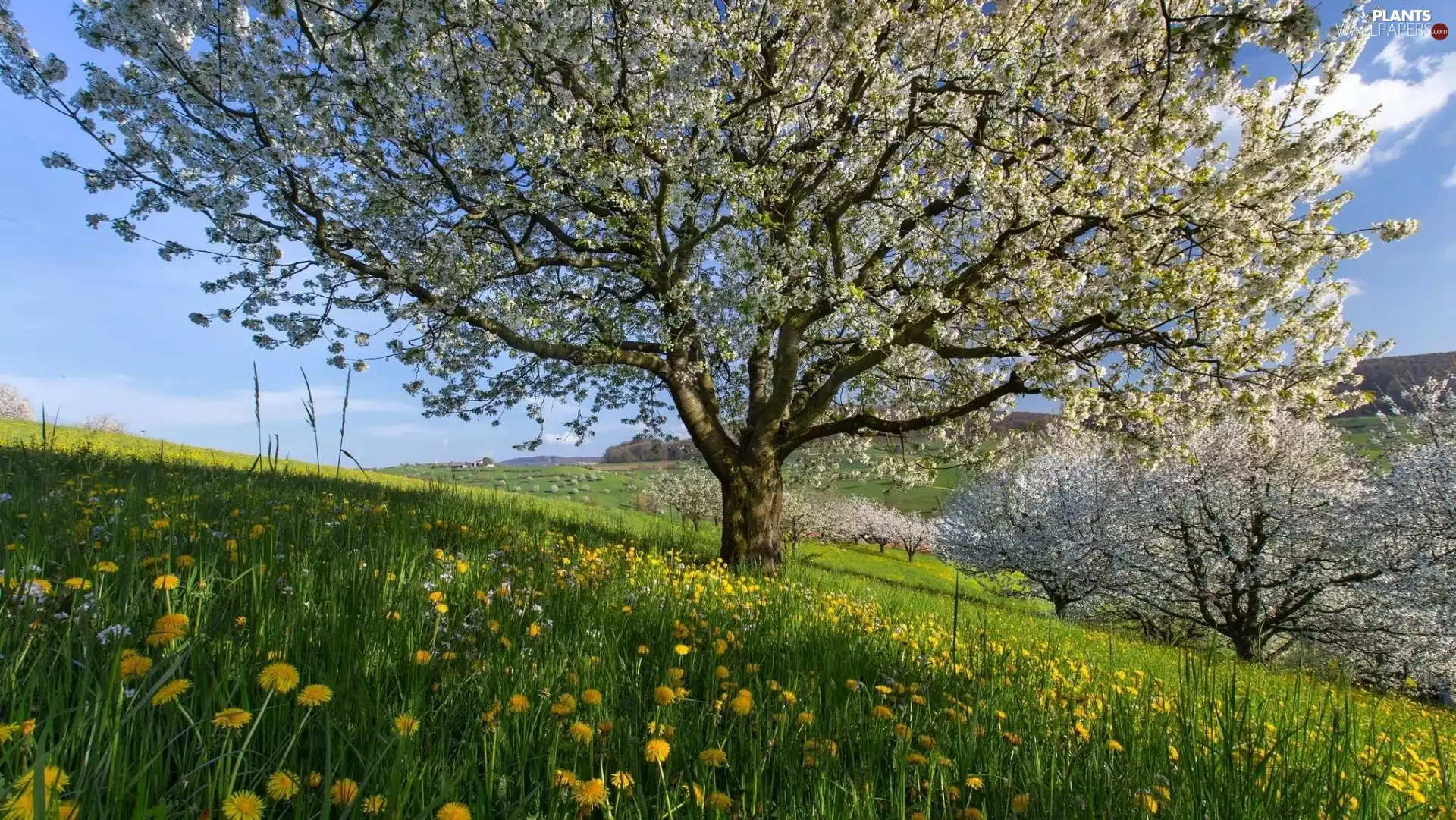 puffball, Meadow, trees, viewes, Flourished, Flowers