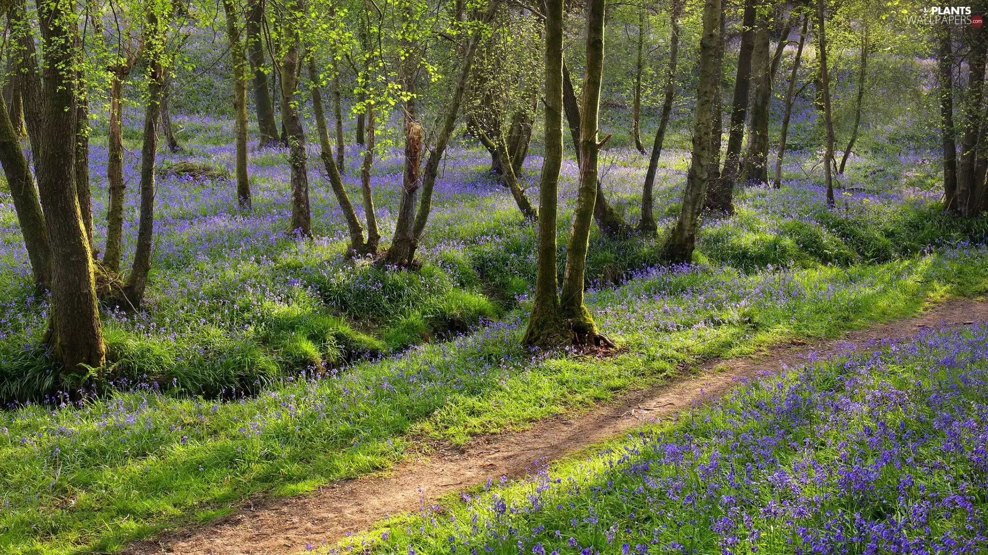 Path, trees, Flowers, viewes, forest, purple, Spring