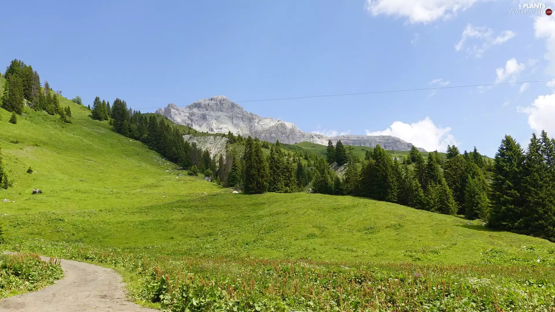 Way, Meadow, trees, viewes, Mountains, Flowers