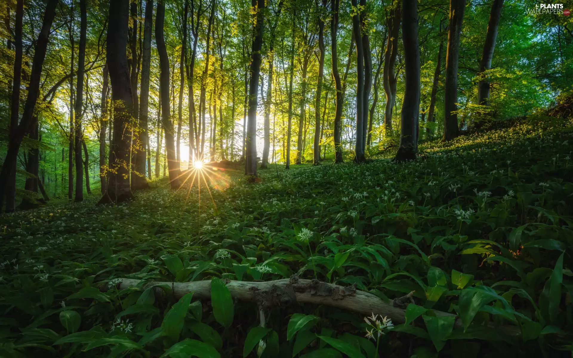 viewes, forest, Wild Garlic, rays of the Sun, Flowers, trees