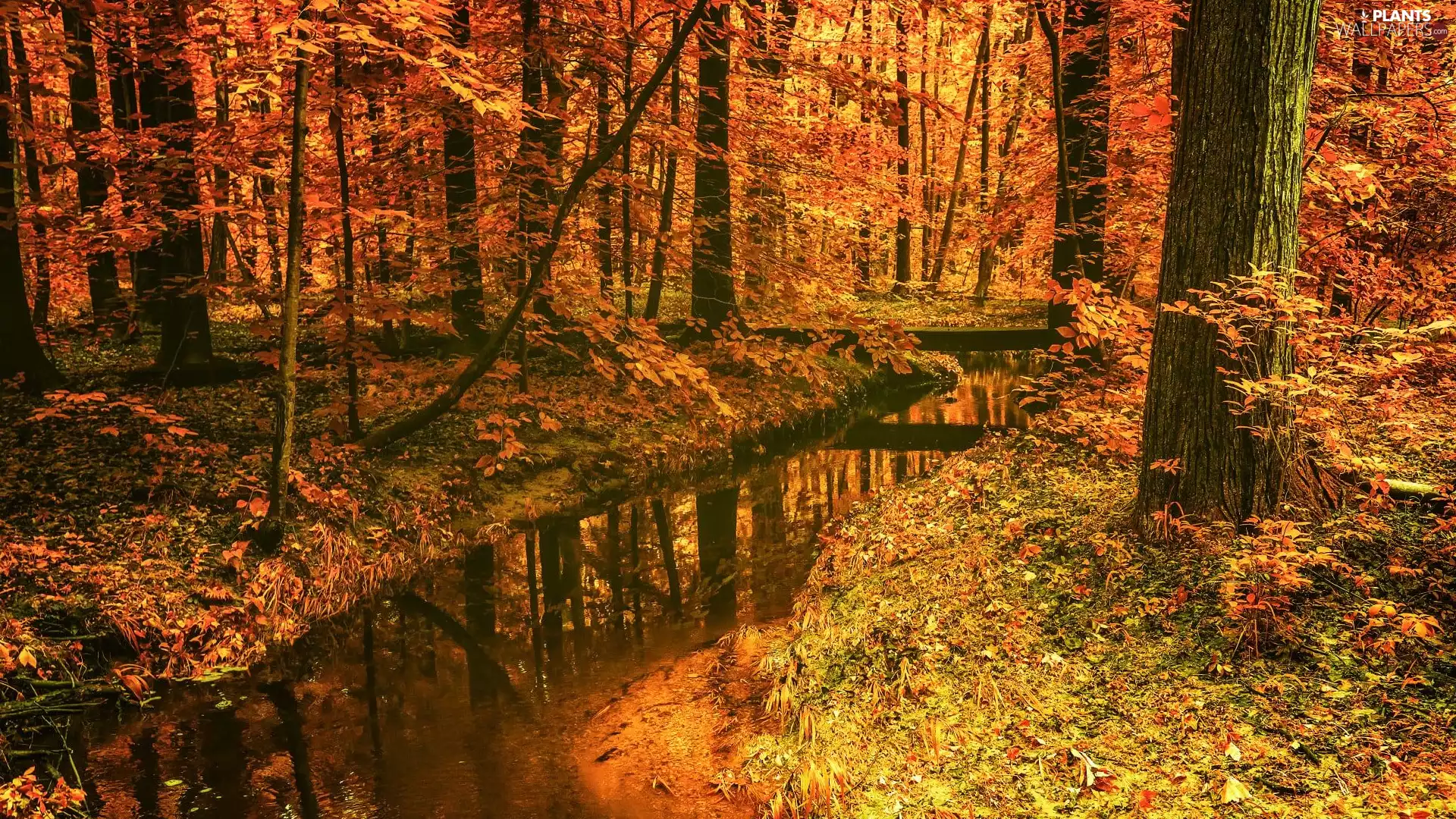 fallen, trees, flux, viewes, forest, Leaf, autumn