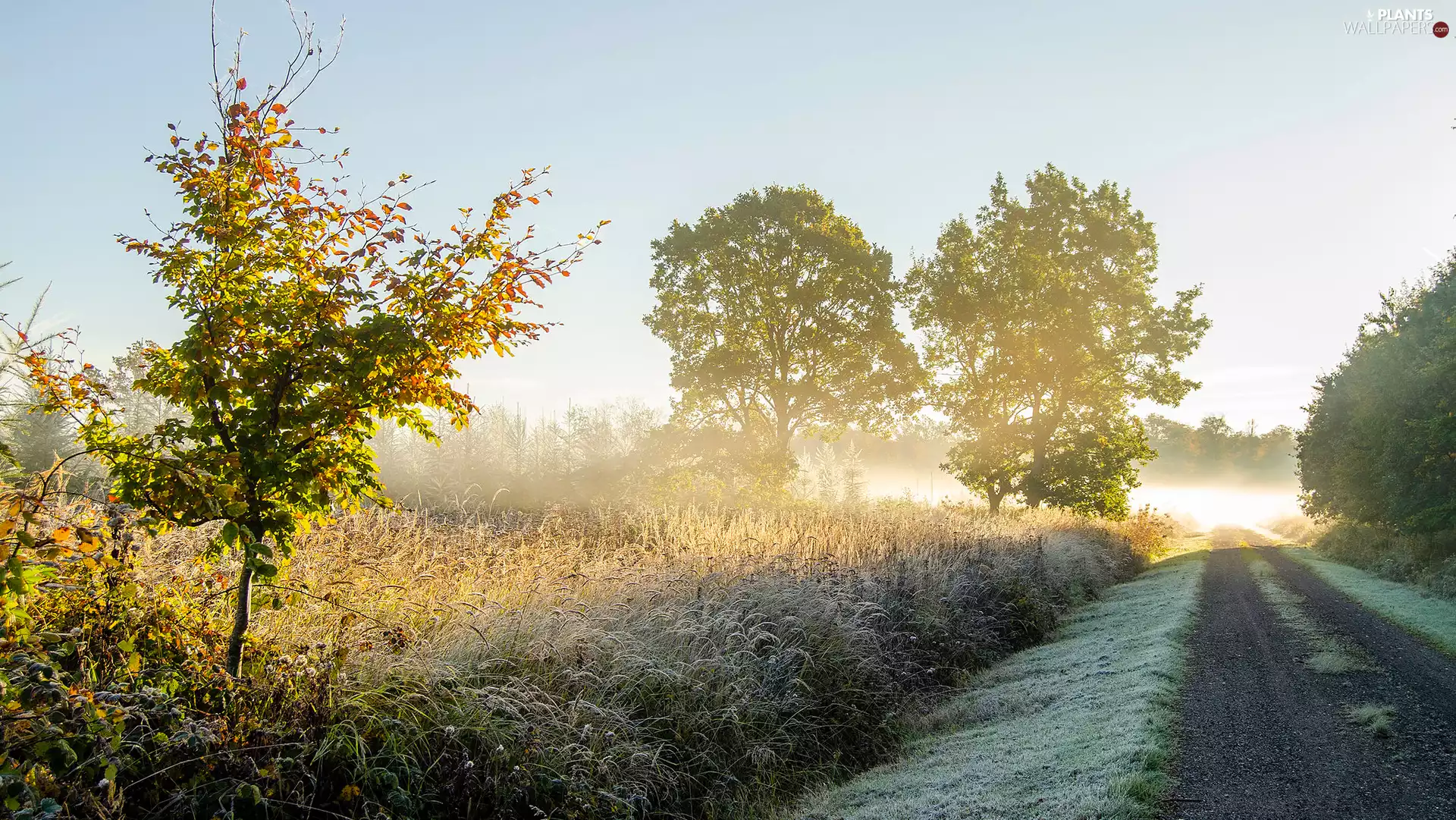 trees, viewes, Fog, Way, autumn