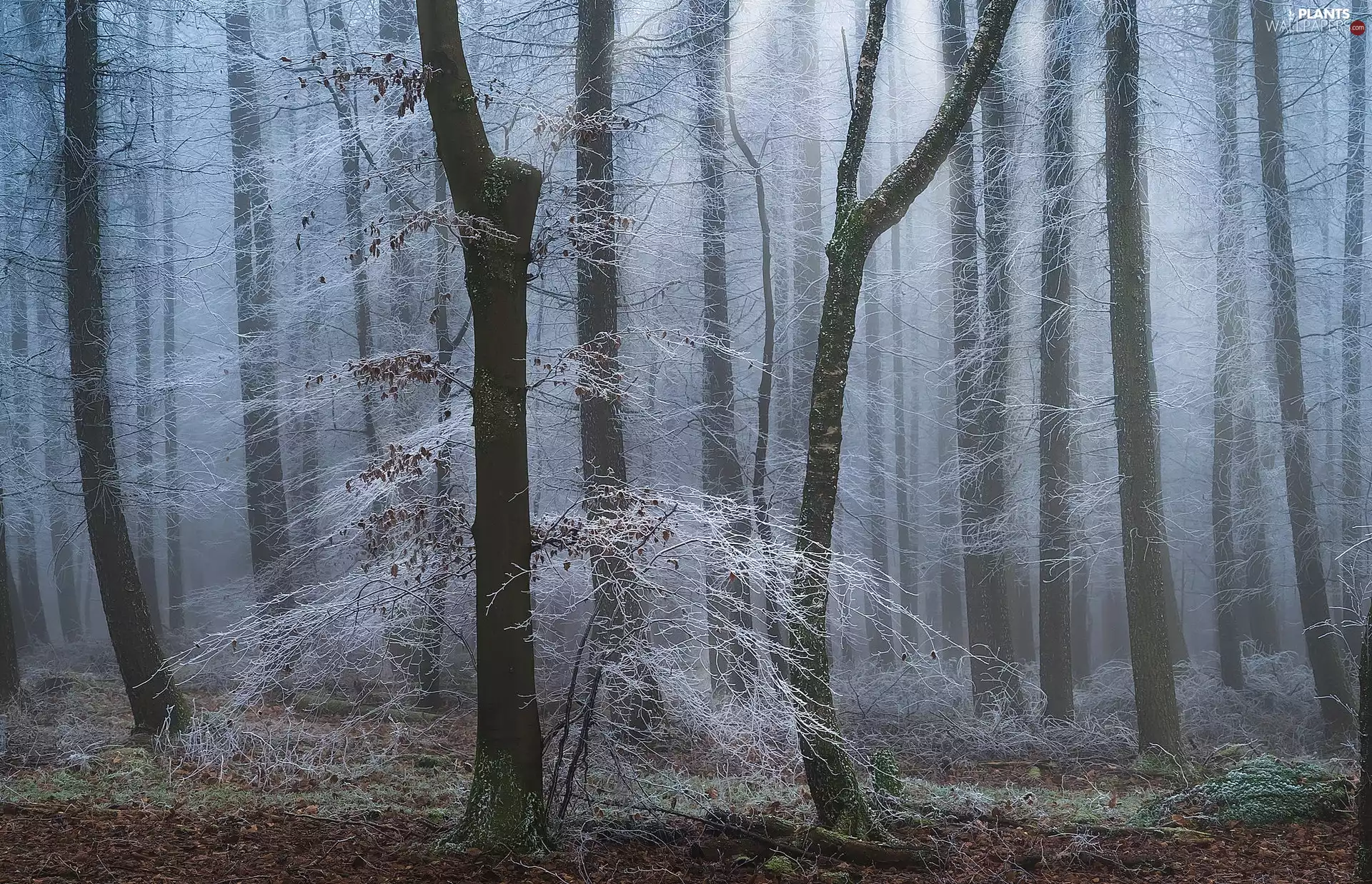 trees, viewes, Fog, frosty, forest