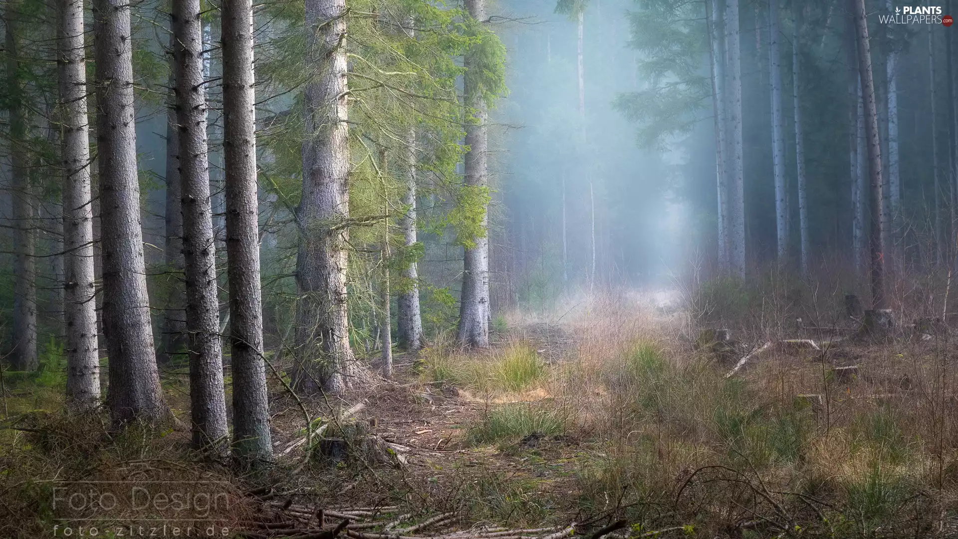 trees, viewes, Fog, grass, forest