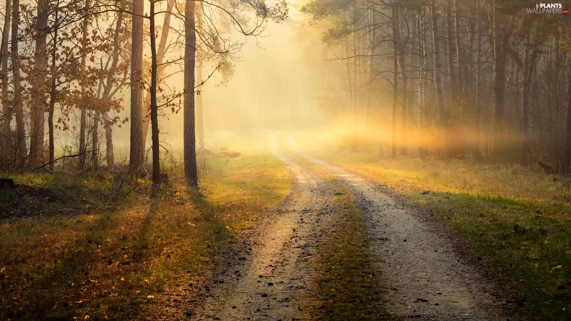 viewes, rays of the Sun, forest, Fog, Way, trees