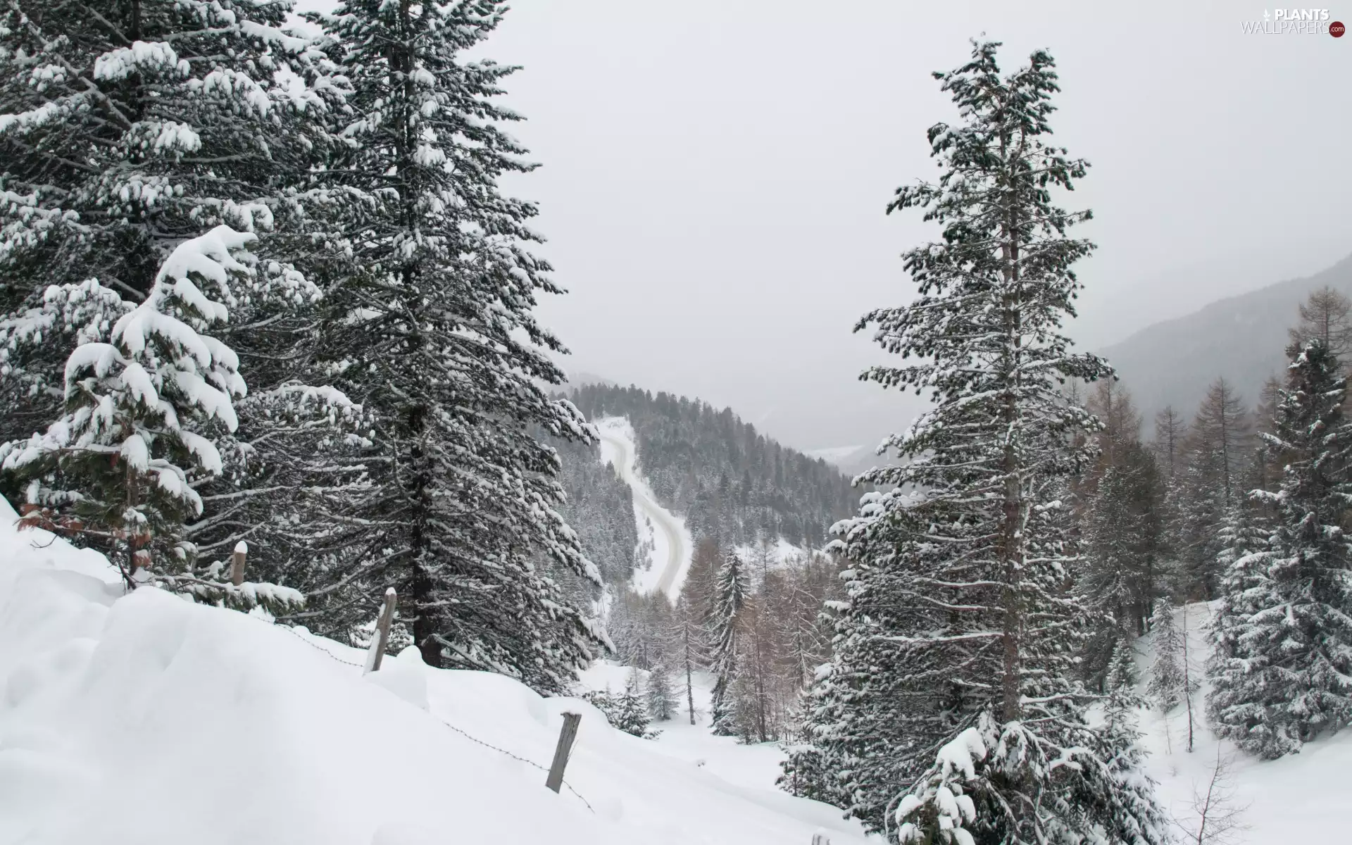Mountains, forest, Fog, trees, Spruces, snow, winter, viewes
