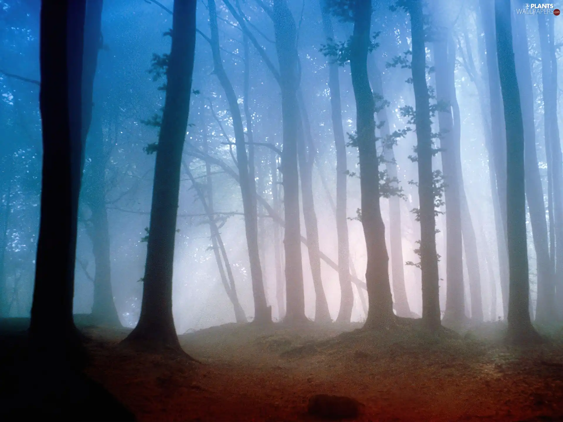 viewes, Fog, Petite, trees, forest