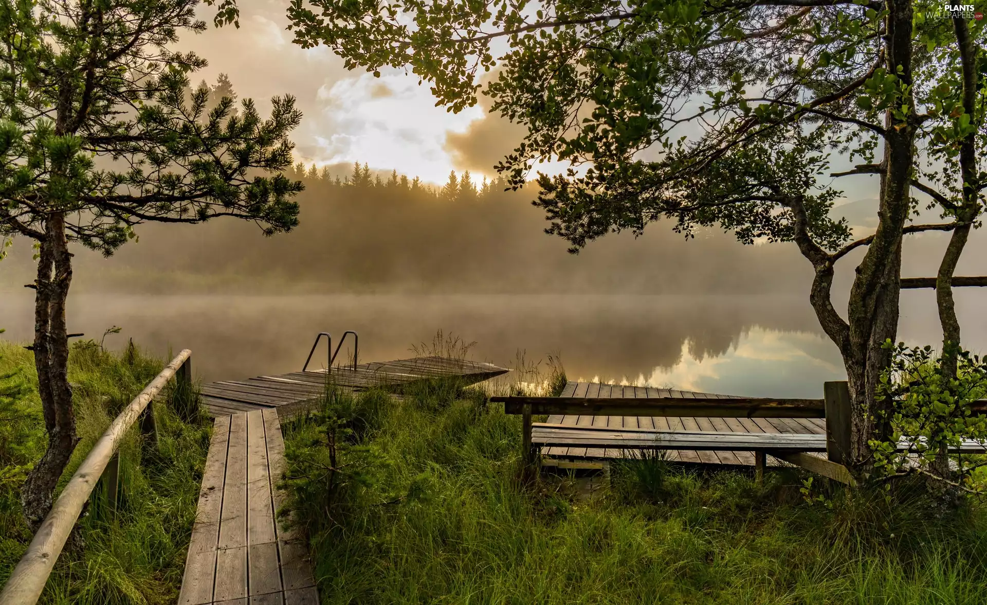 trees, viewes, Fog, Platform, lake