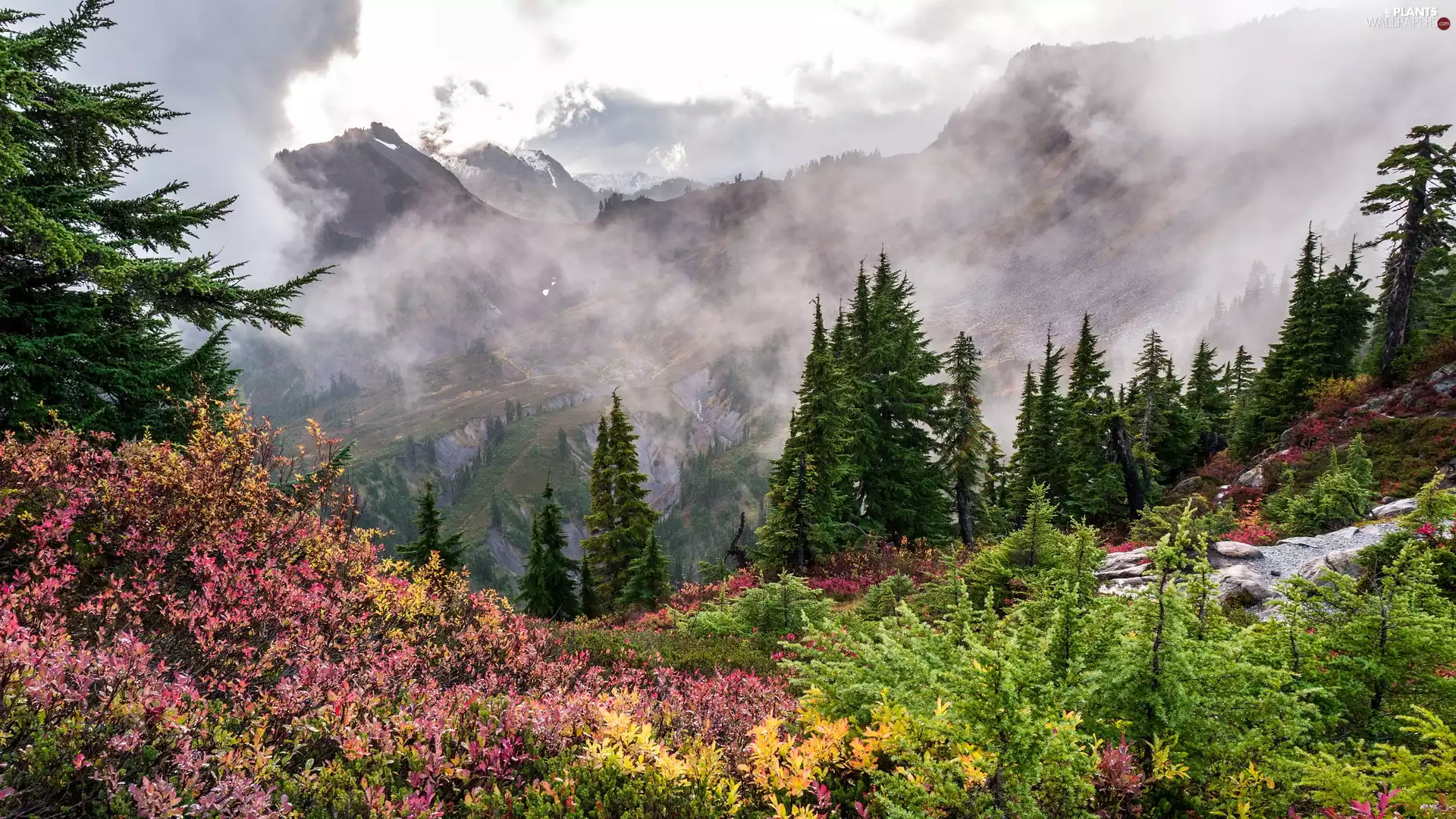 viewes, Flowers, car in the meadow, Fog, Mountains, trees