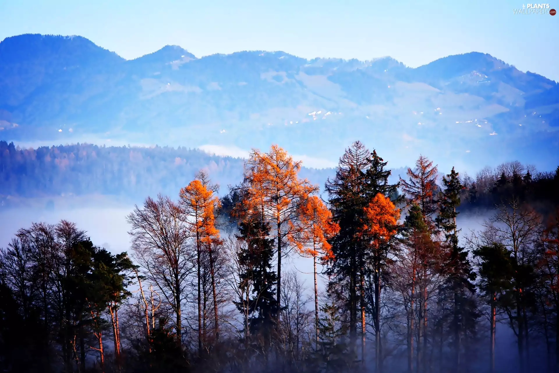 trees, viewes, Fog, autumn, Mountains