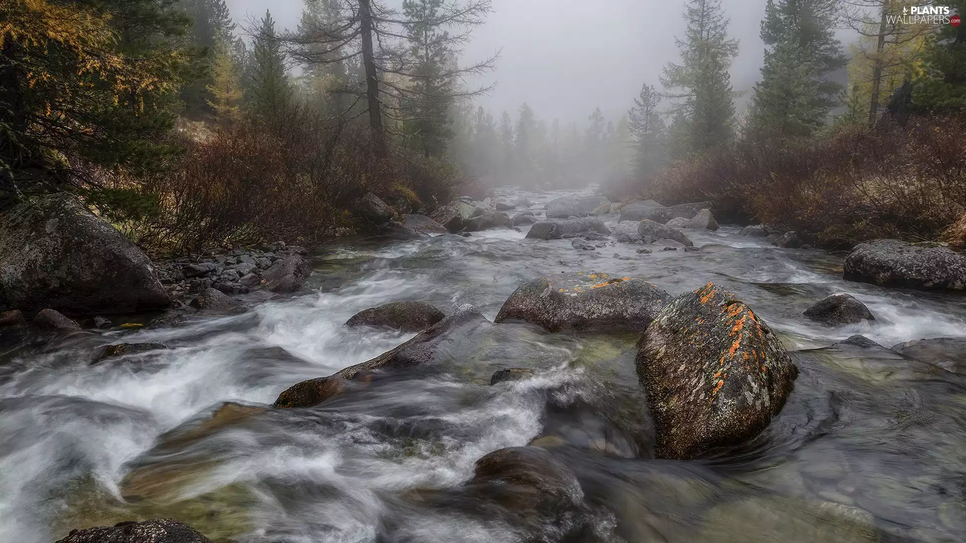 trees, viewes, Fog, Stones, River