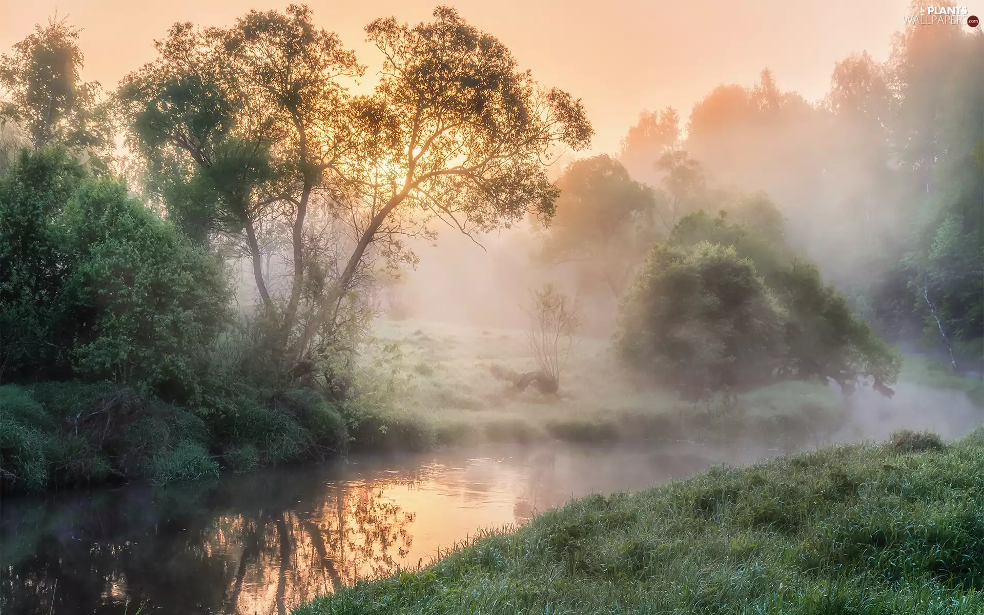 trees, viewes, Fog, Sunrise, River