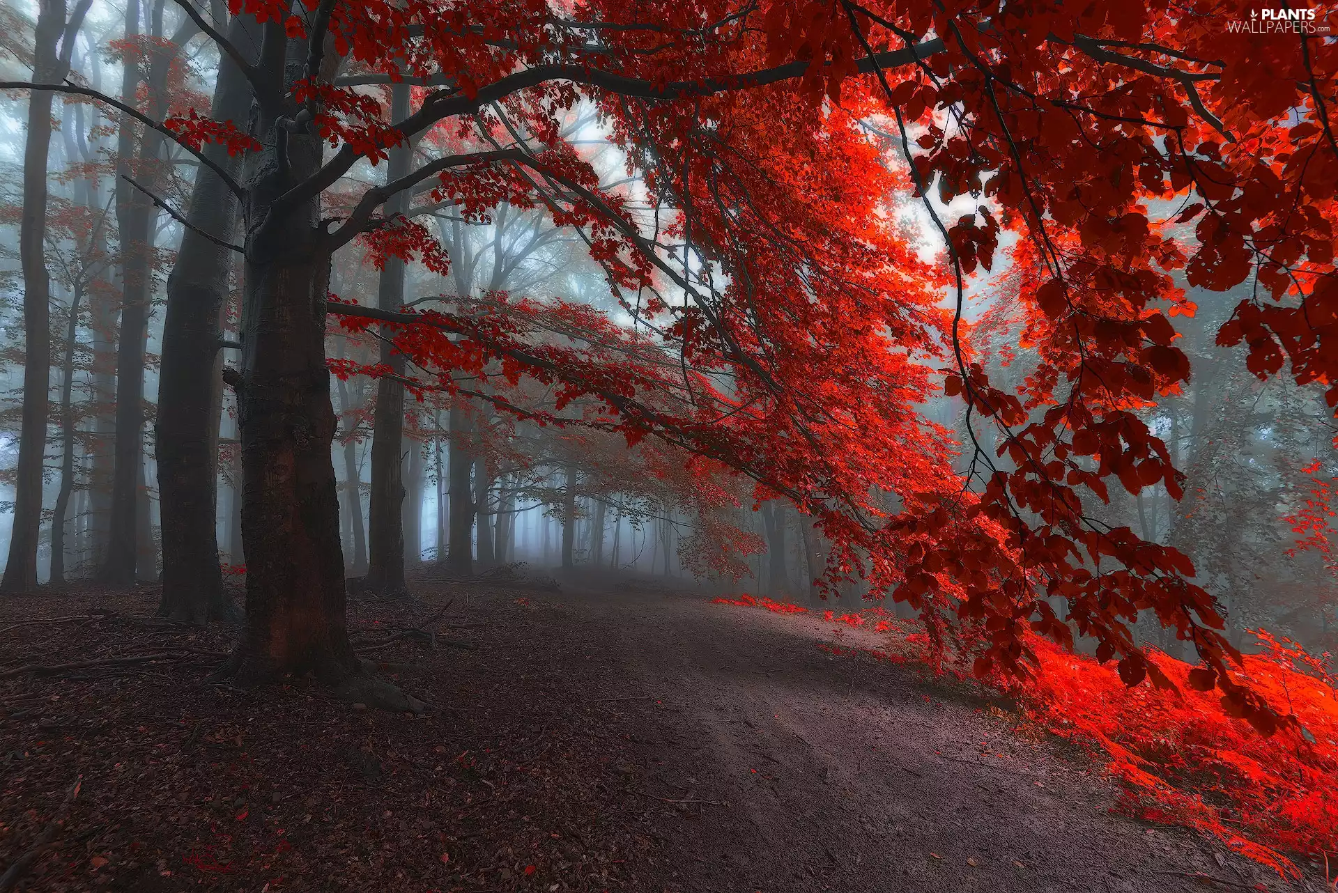 Red, trees, Fog, viewes, forest, Leaf, autumn