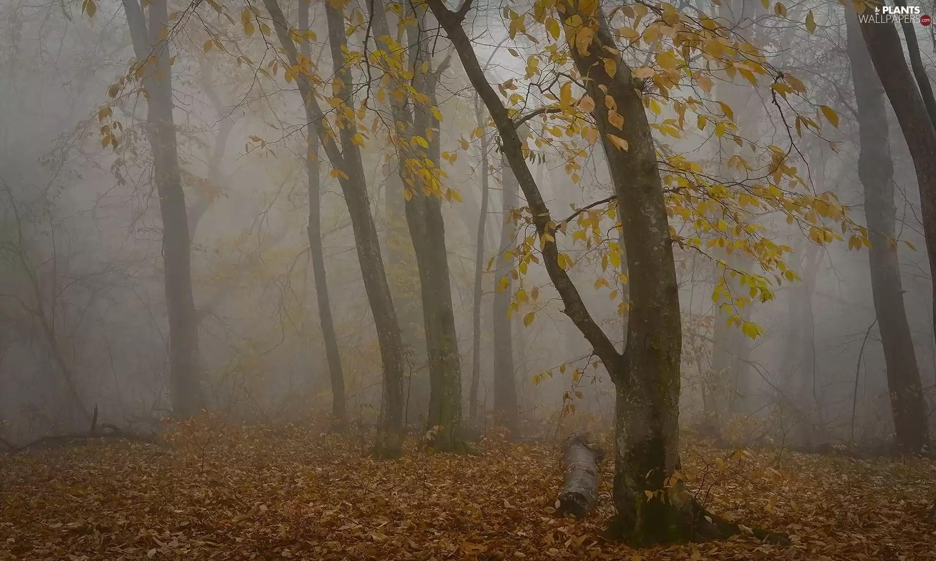 Yellowed, trees, Fog, viewes, forest, Leaf, autumn