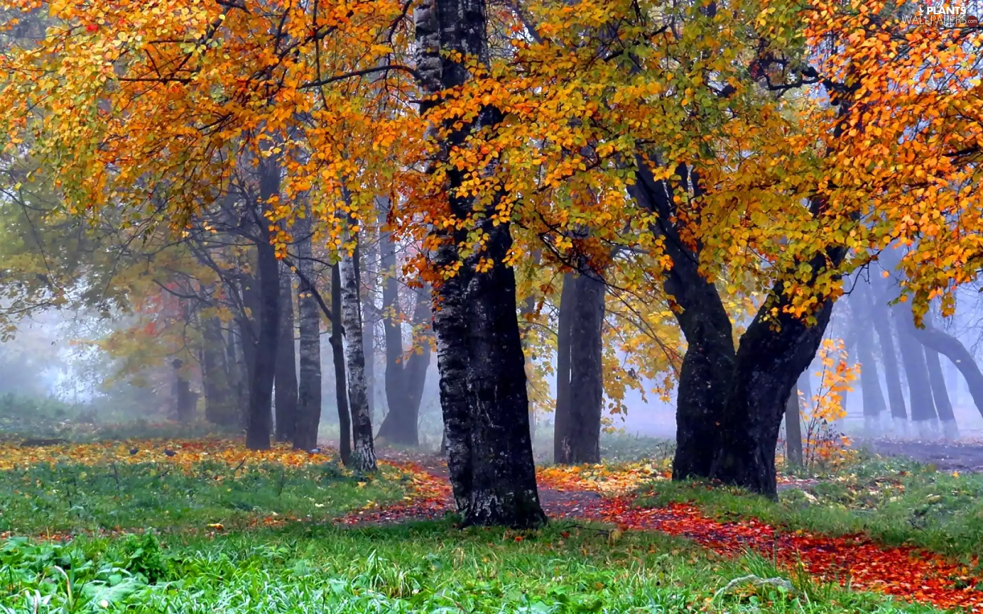 Leaf, trees, Fog, viewes, forest, Path, autumn