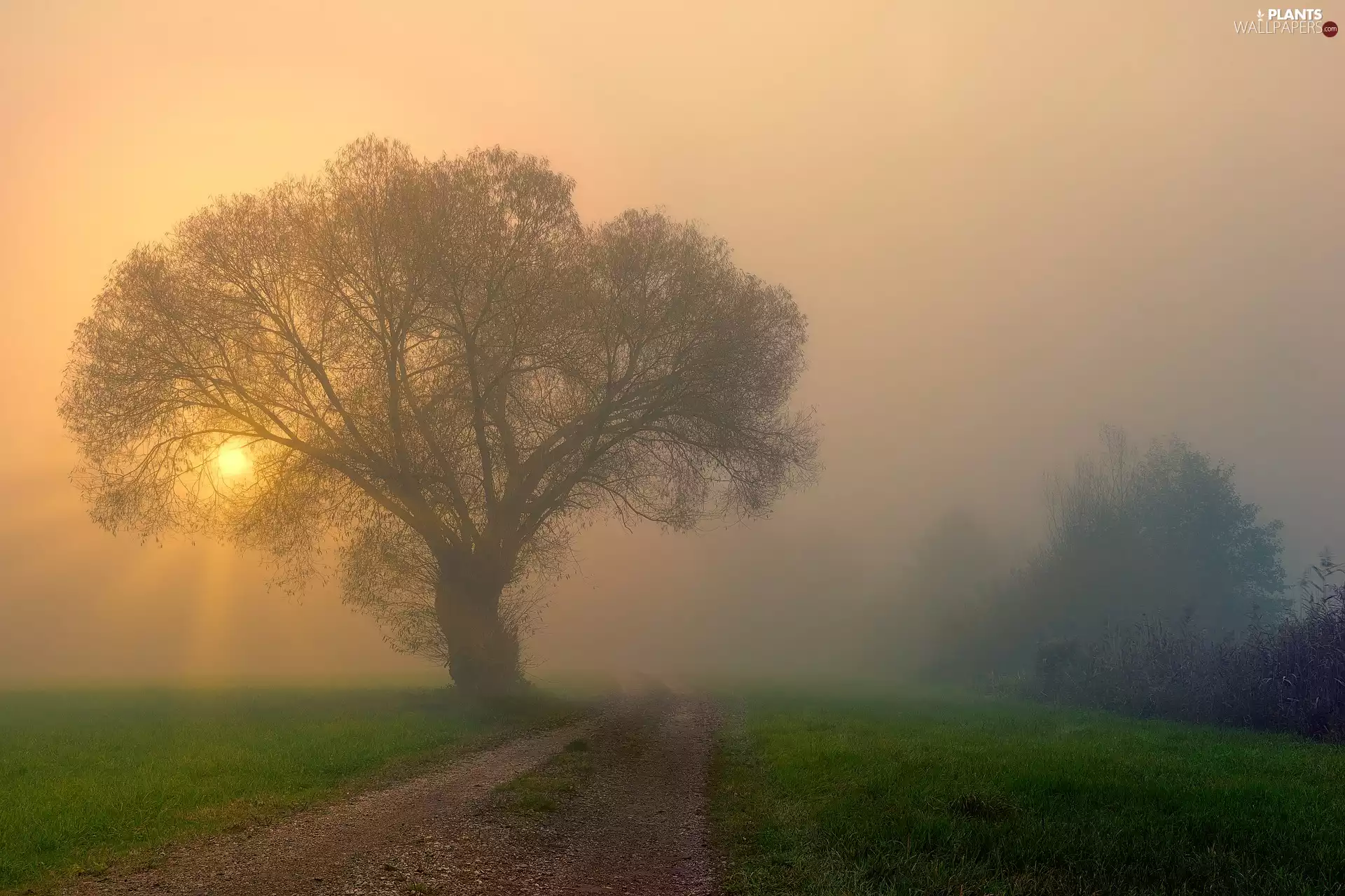 Field, Sunrise, trees, viewes, Way, Fog
