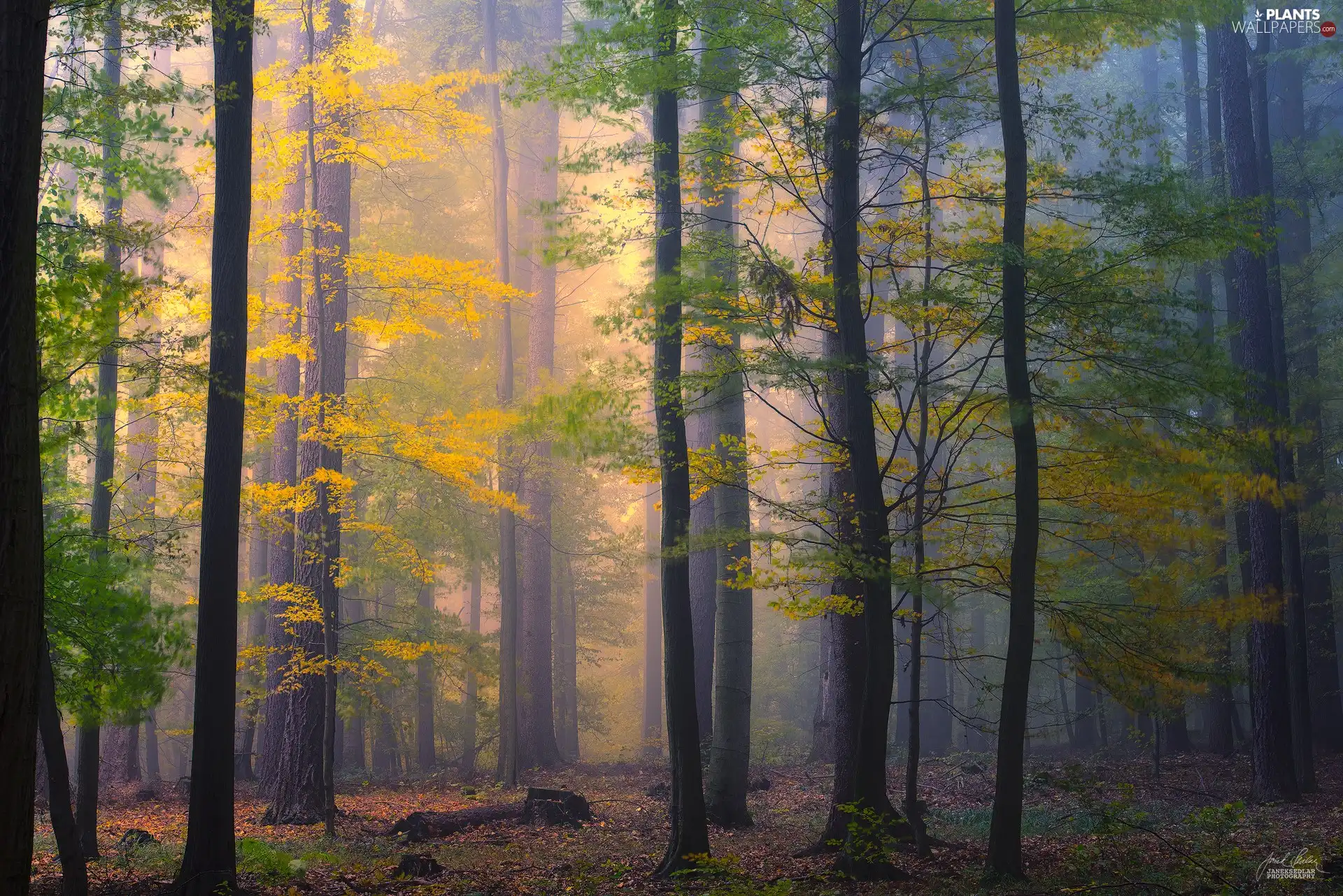 Fog, trees, viewes, forest