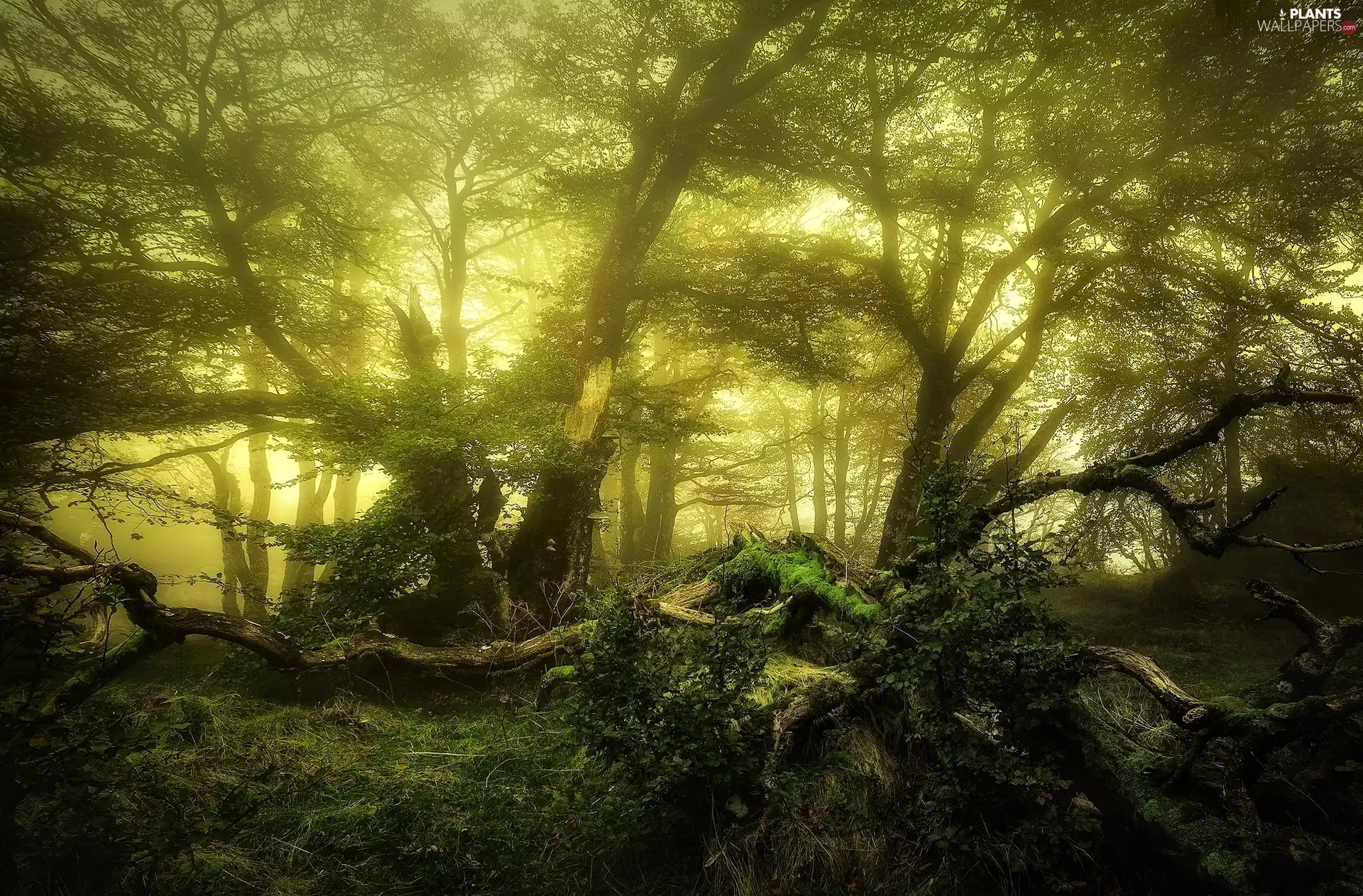 mossy, forest, trees, viewes, fallen, Fog