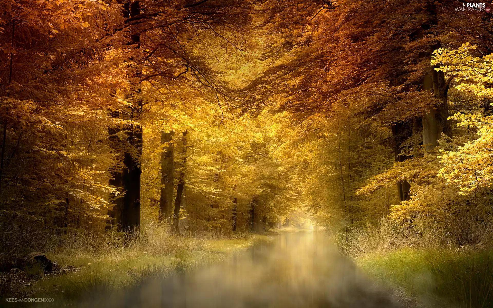 autumn, trees, Fog, viewes, forest, River, scrub