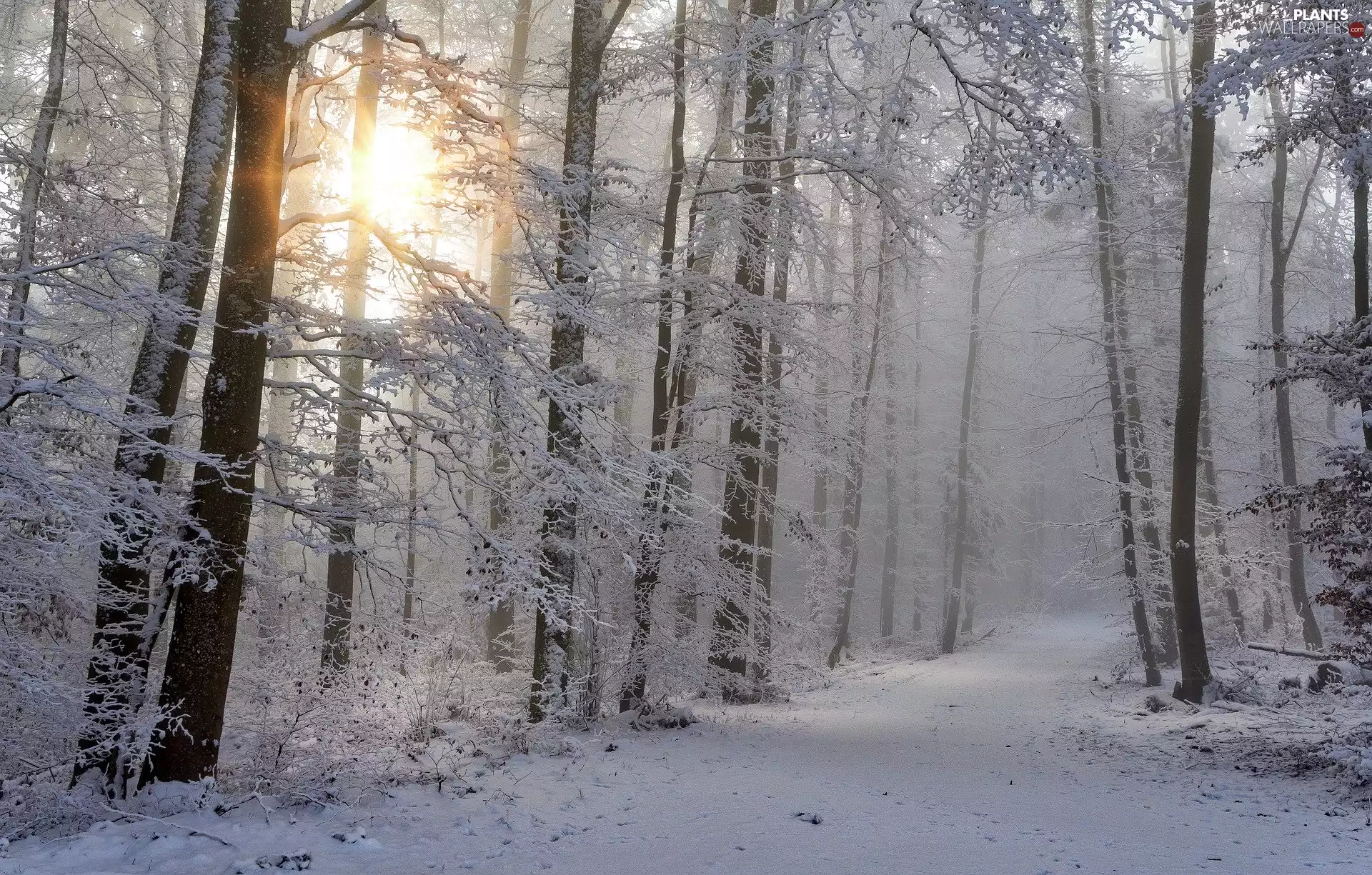 forest, trees, Fog, viewes, winter, snow, sun